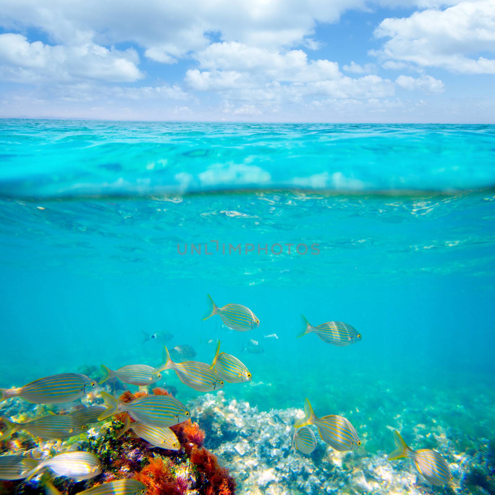 Mediterranean underwater with salema fish school in spain