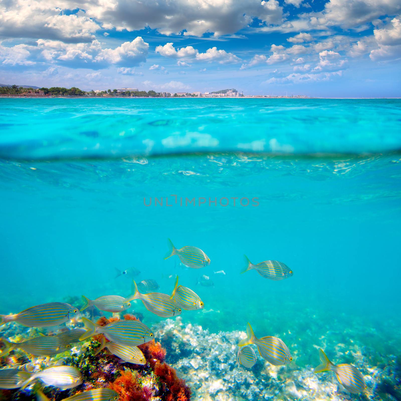 Denia Alicante Marineta Casiana beach underwater with salema fish school