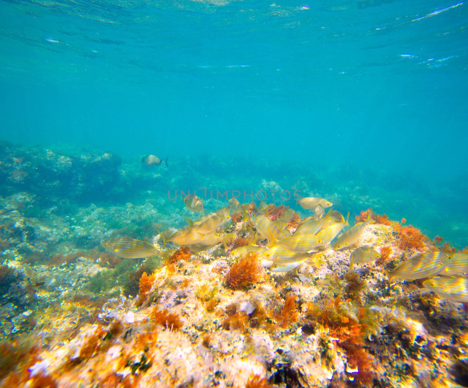 Mediterranean underwater with salema fish school in spain