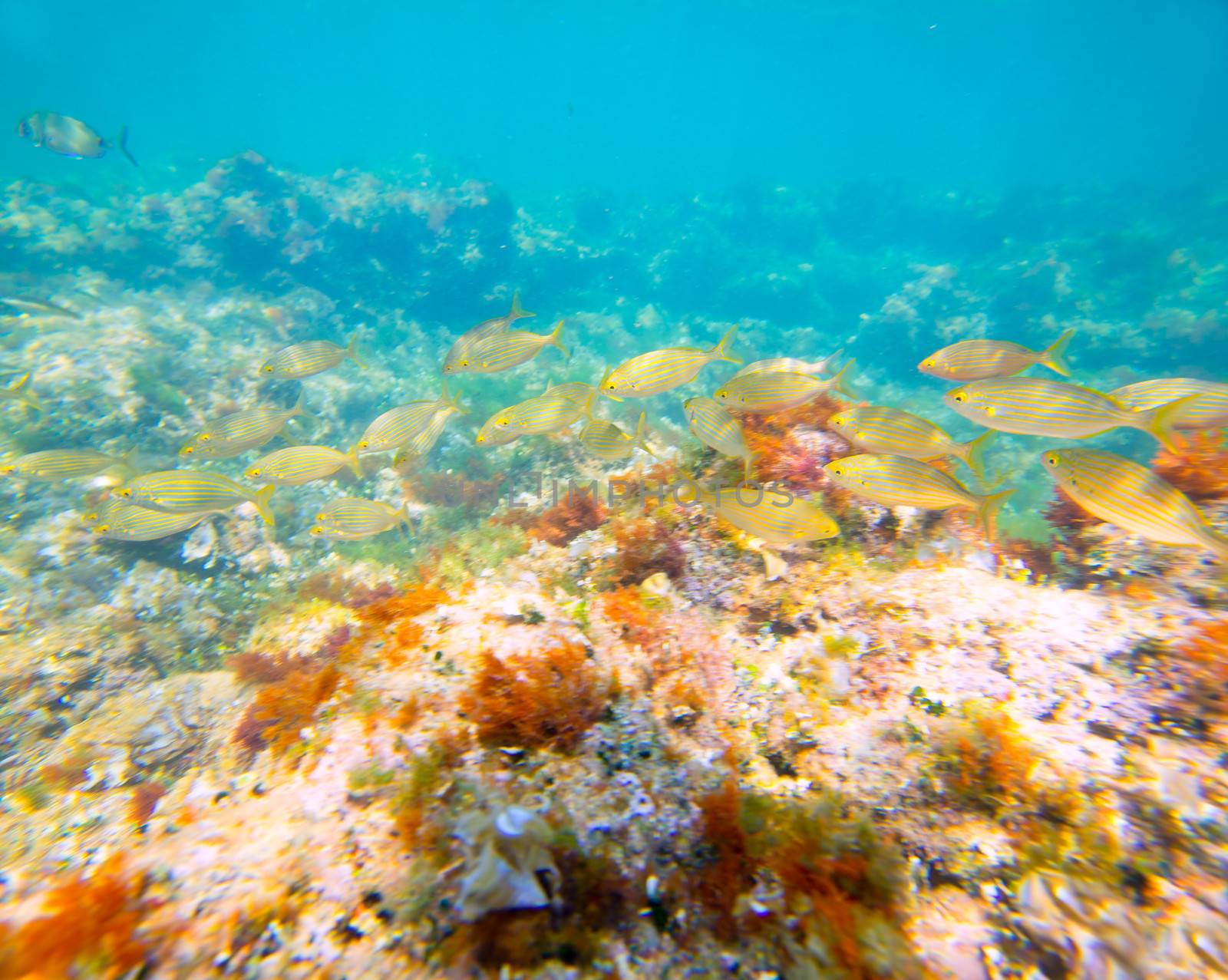 Mediterranean underwater with salema fish school in spain