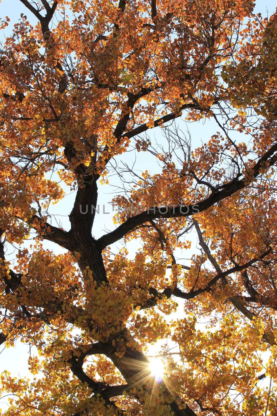 Close up of cottonwood tree with sunburst by donya_nedomam