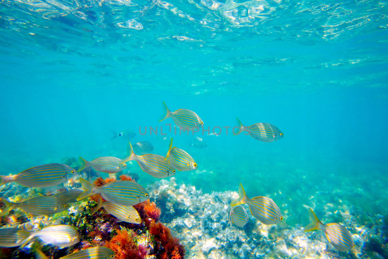 Mediterranean underwater with salema fish school in spain