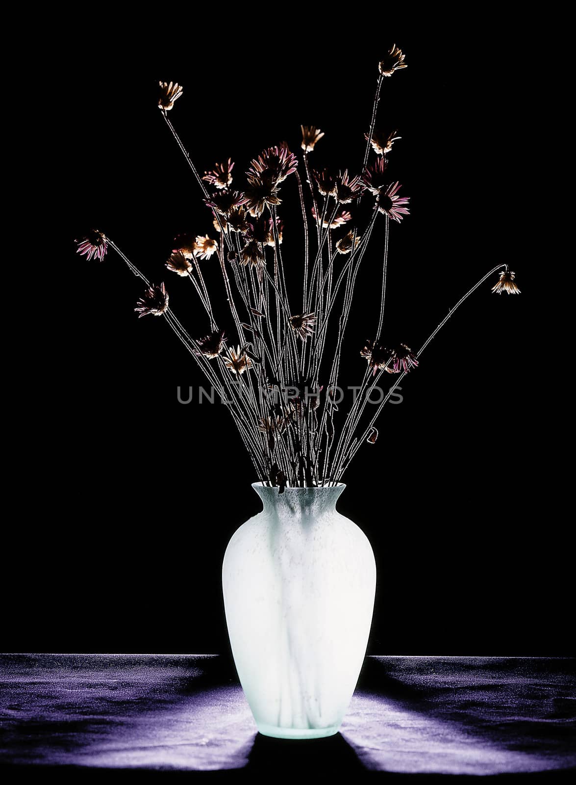 Vase with dry flowers in black surrounding