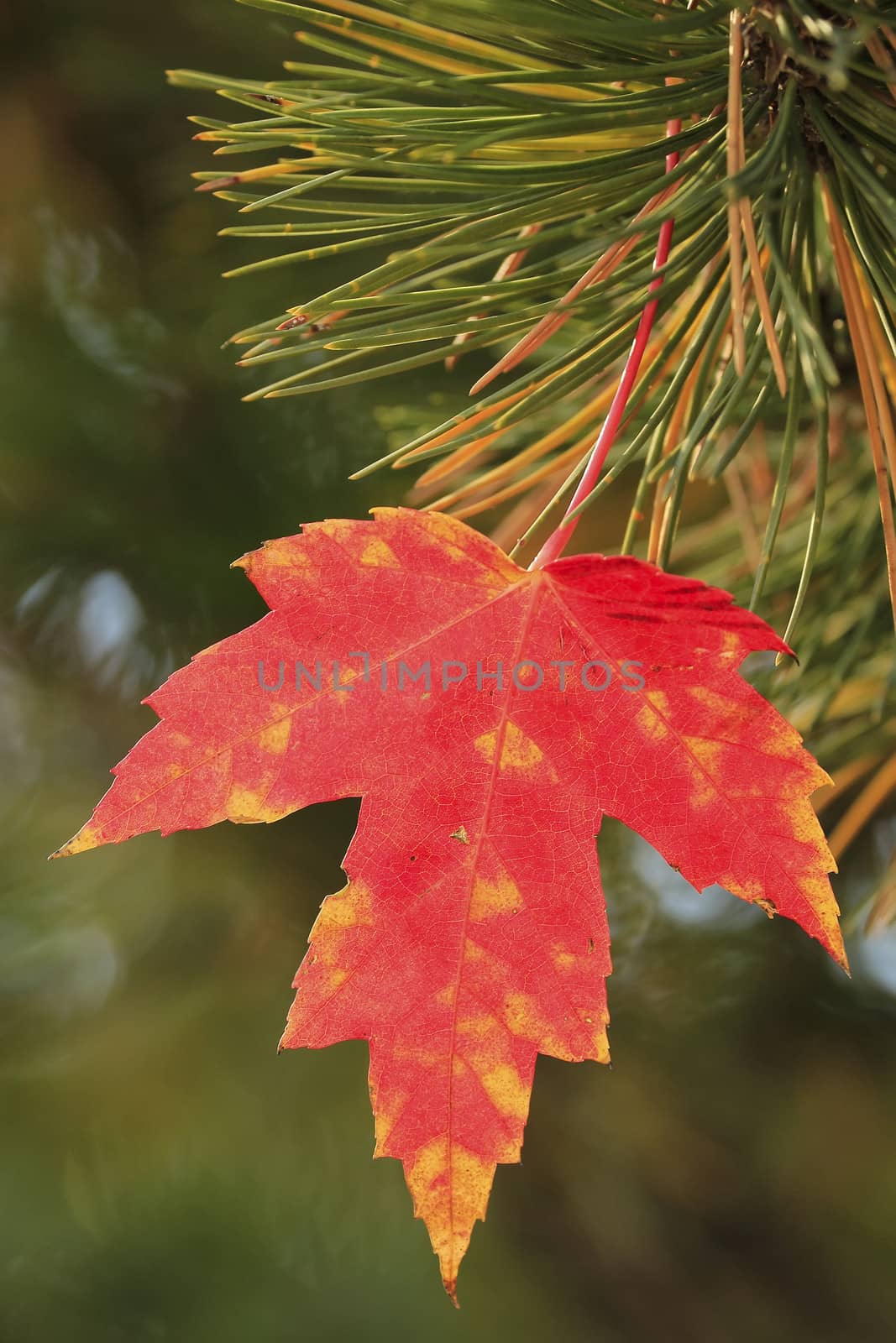 Close up of red maple leaf 