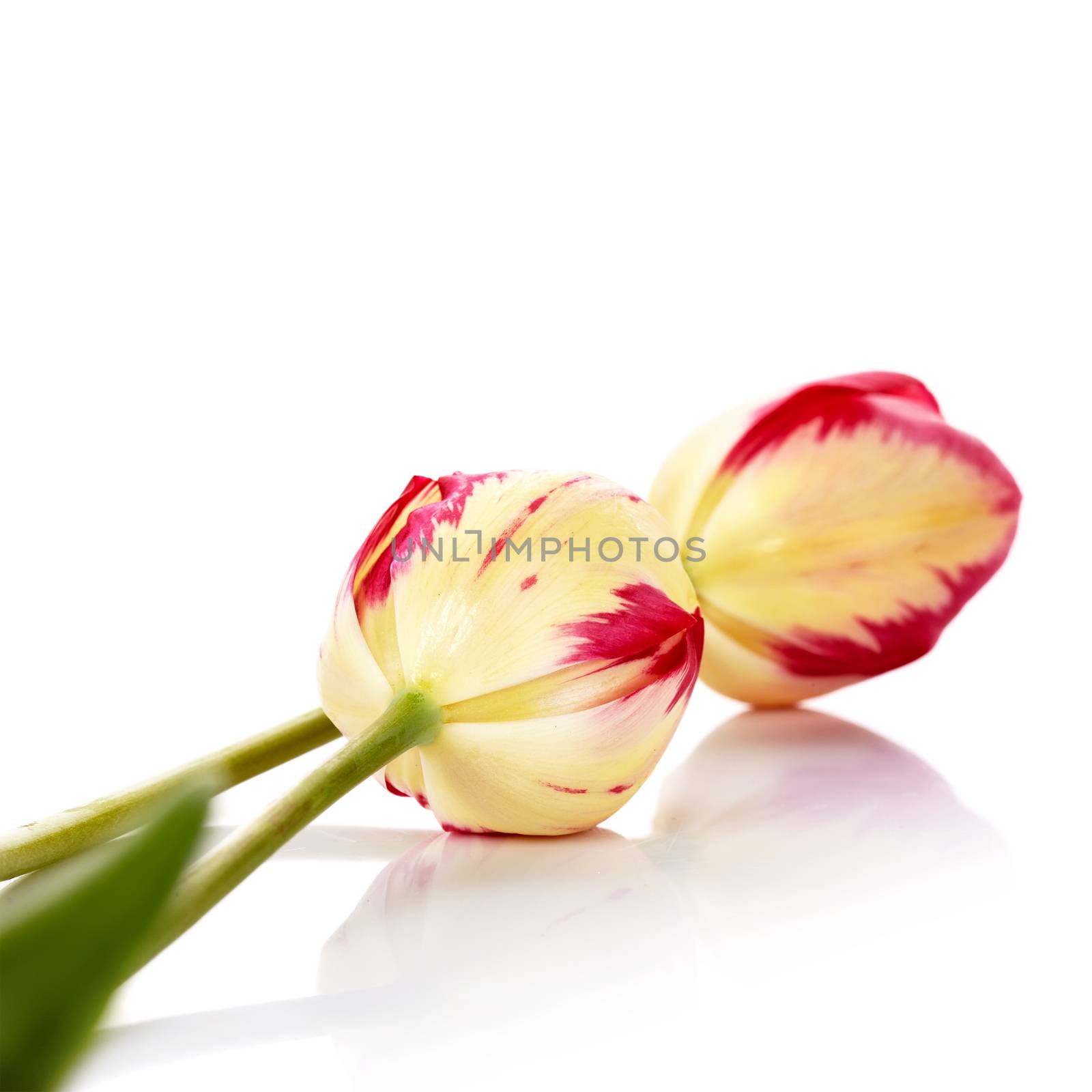 Two tulips on a white background. by Azaliya