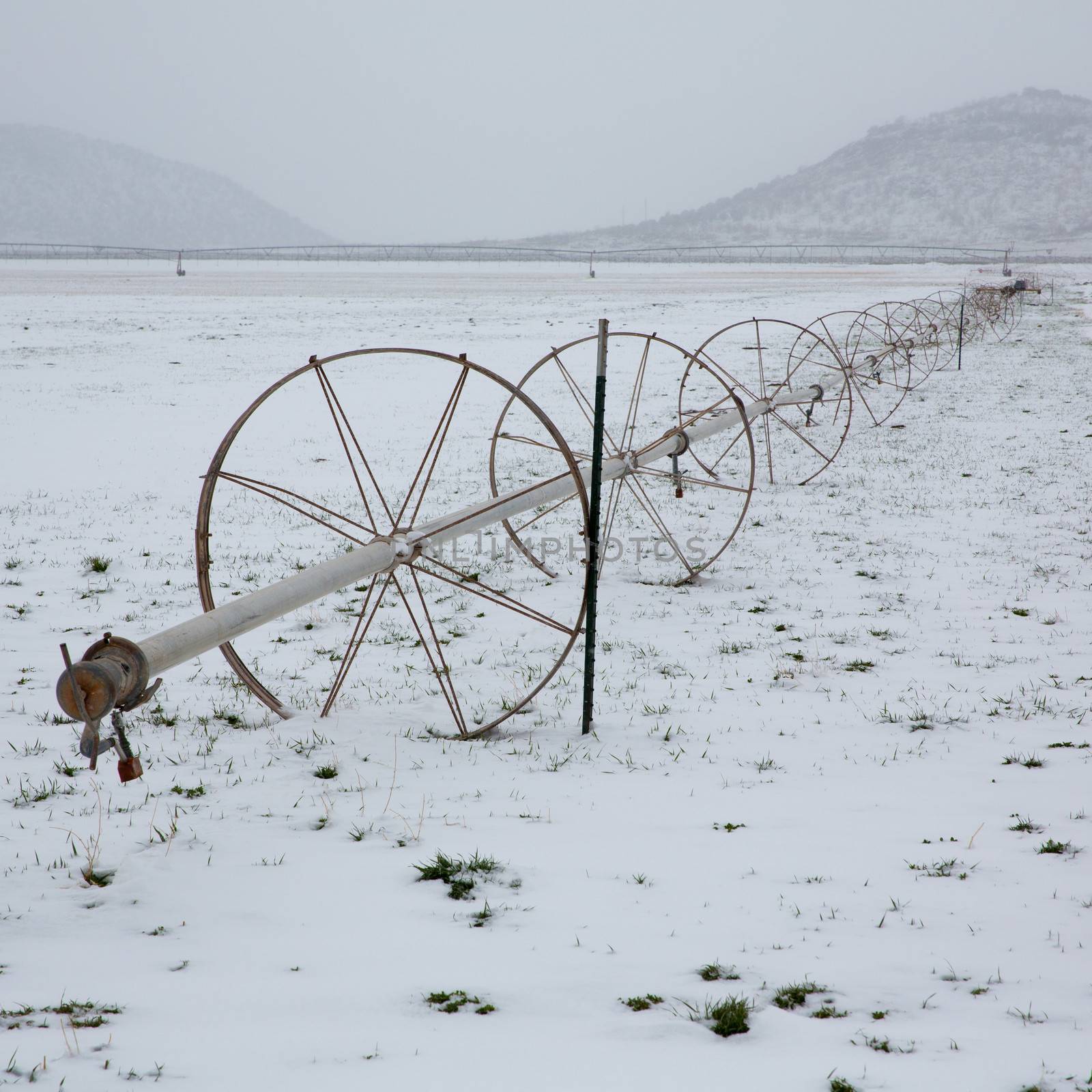 Cereal fields with irrigation wheels with snow in Nevada by lunamarina