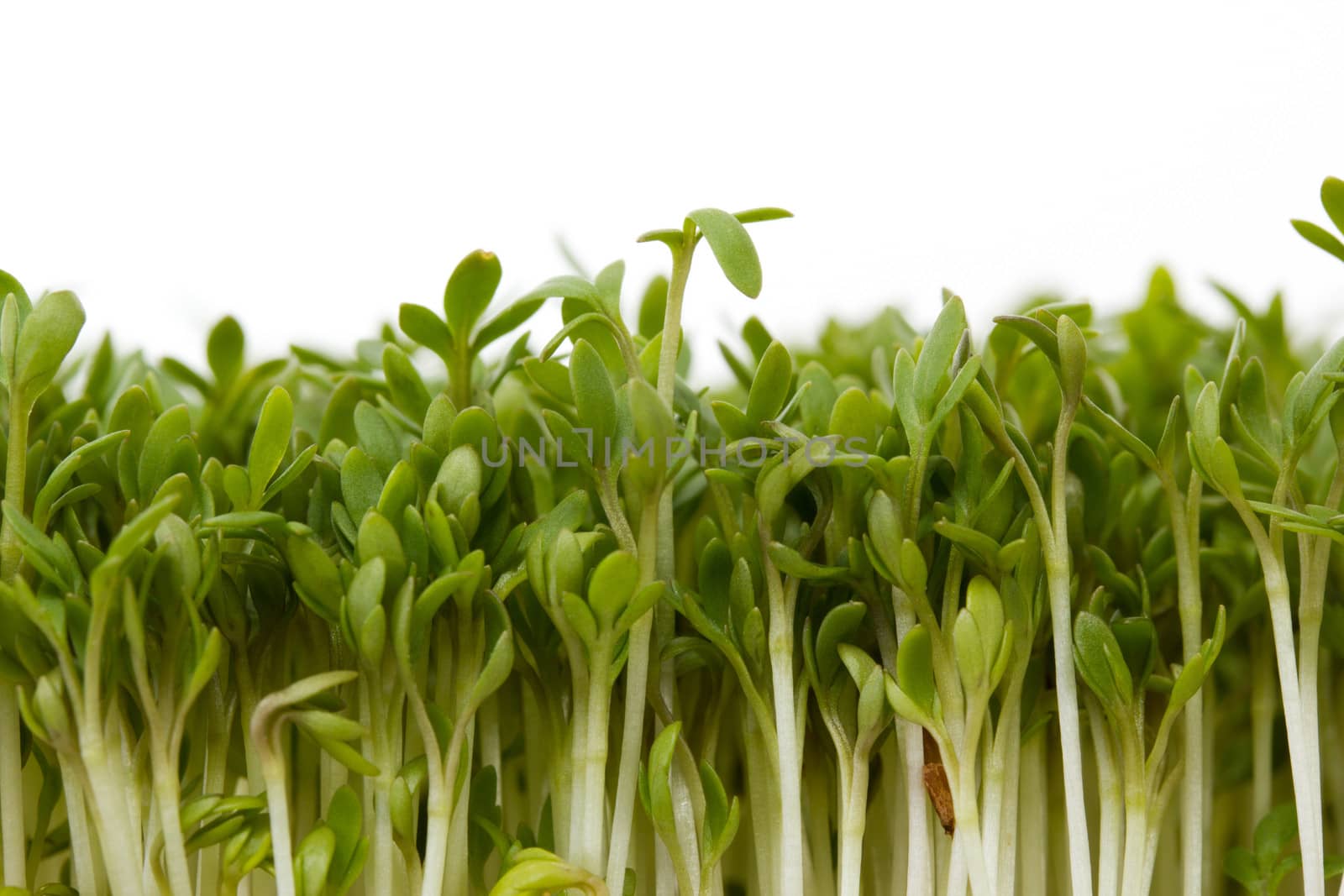 Close-up of fresh garden cress