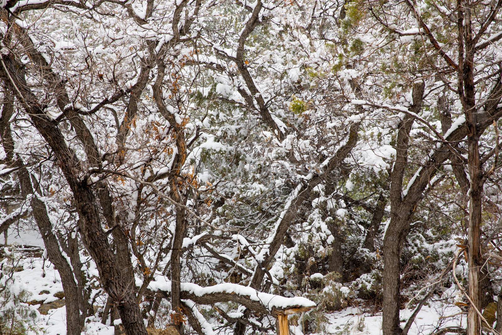 Nevada USA spring first snow in the mountain trees