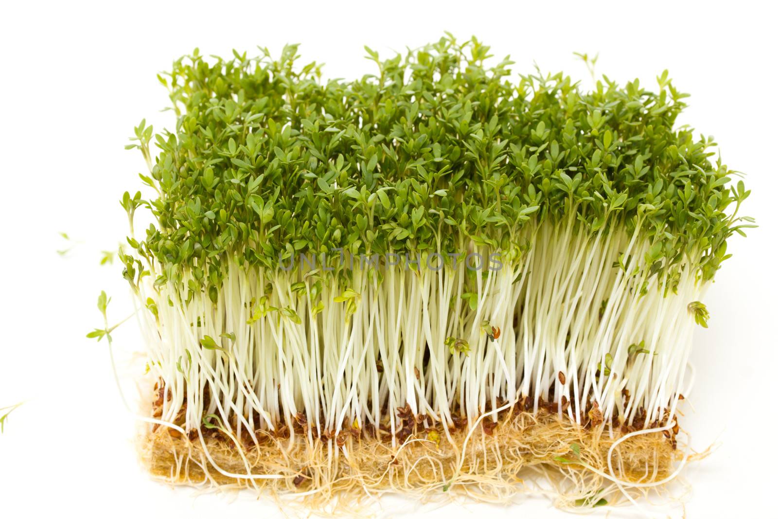 Healthy garden cress on white background