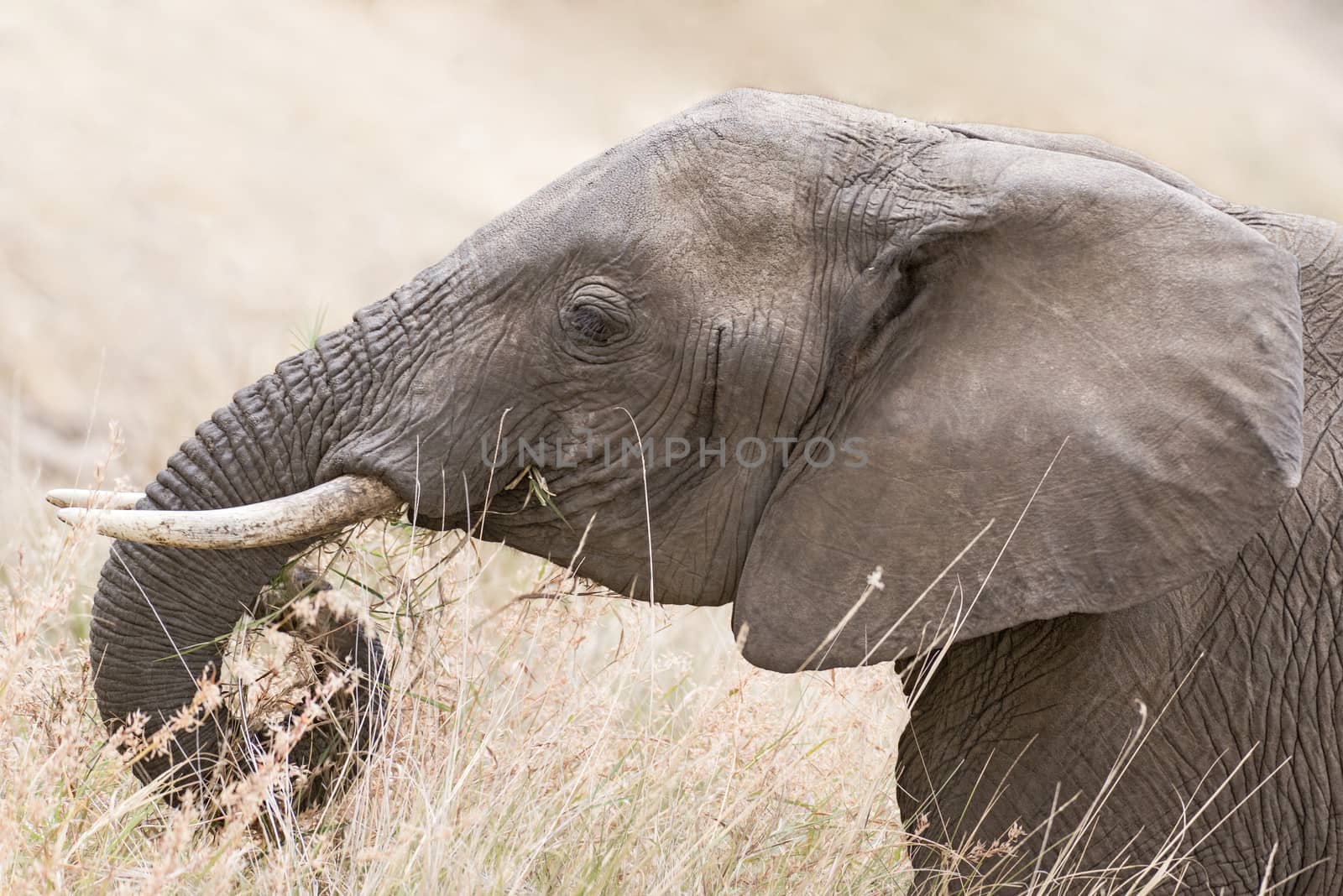 Adult female African  elephant  grazing, Masai Mara national reserve, Kenya