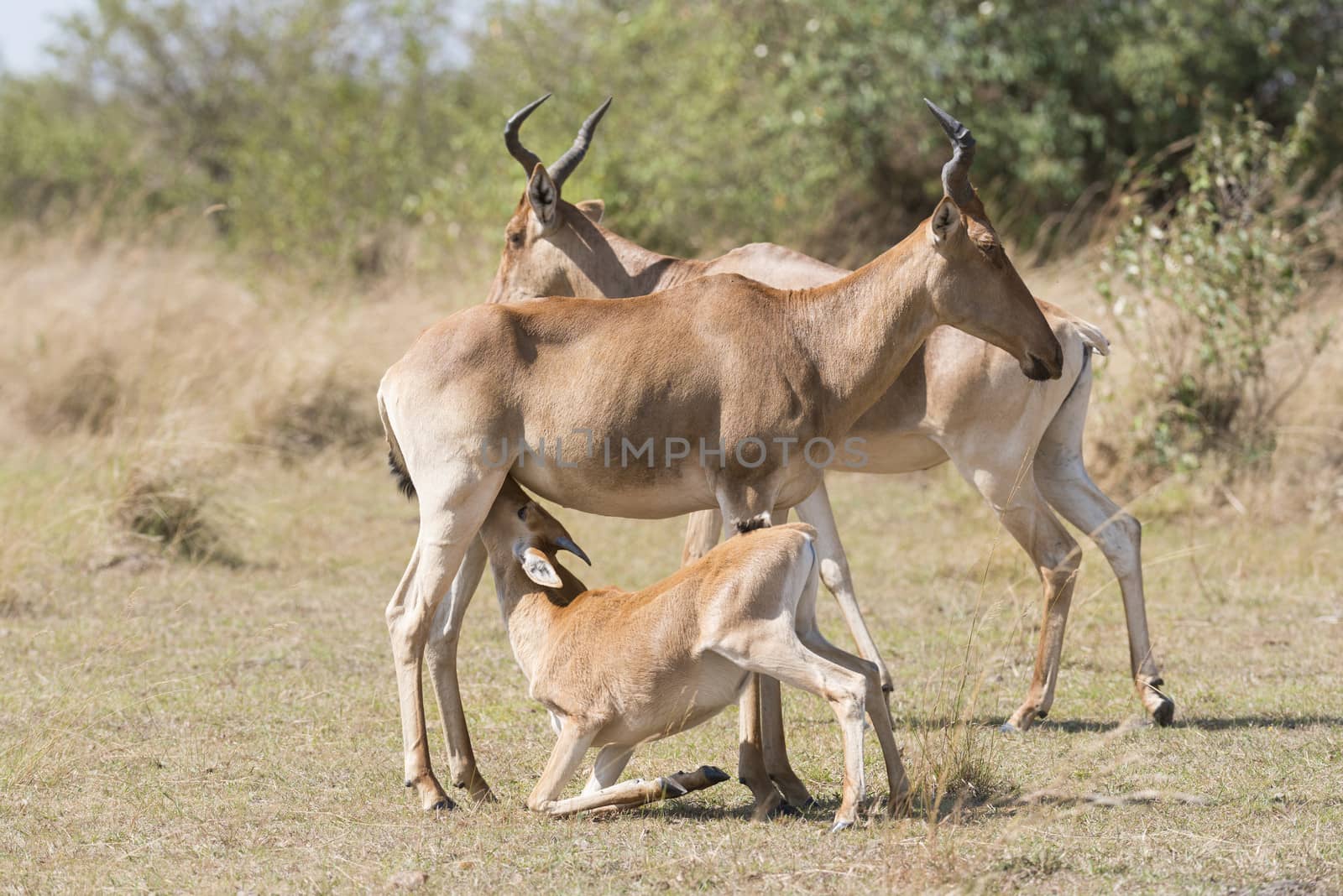 Little Cokes Hartebeest (Alcelaphus buselaphus) antelope suckling its mother , Masai Mara National reserve, Kenya, Africa