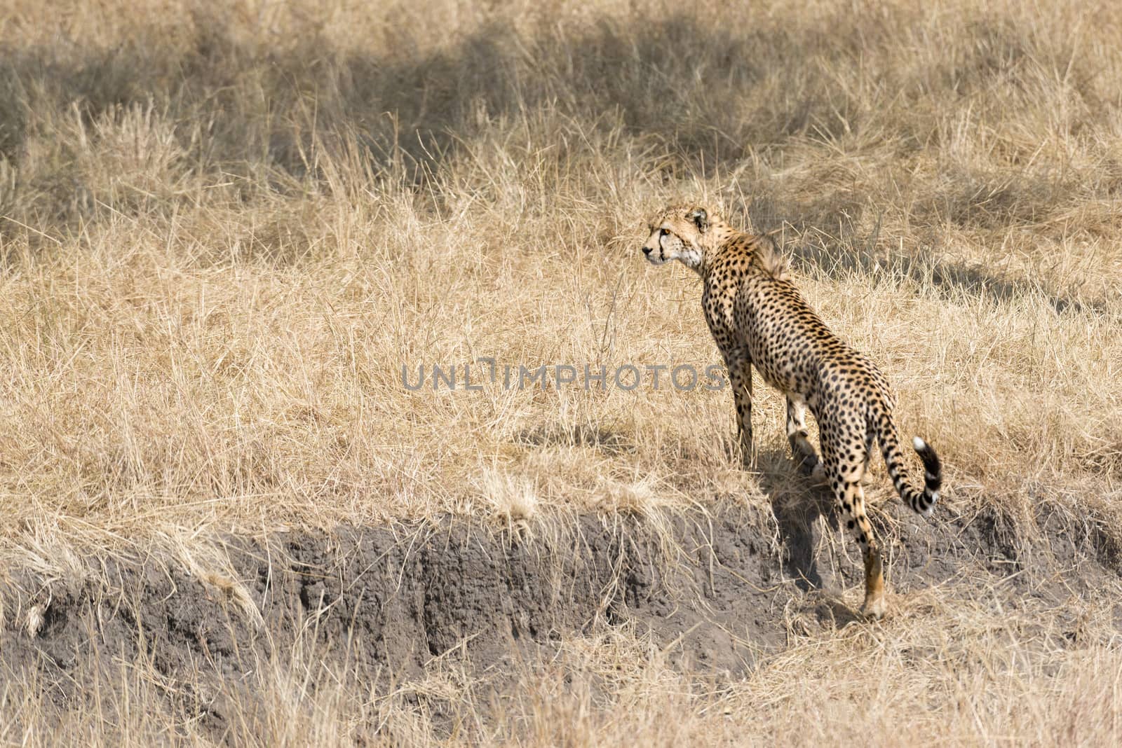 Adult cheetah walking out of  gully, Masai Mara National Reserve, Kenya, East Africa