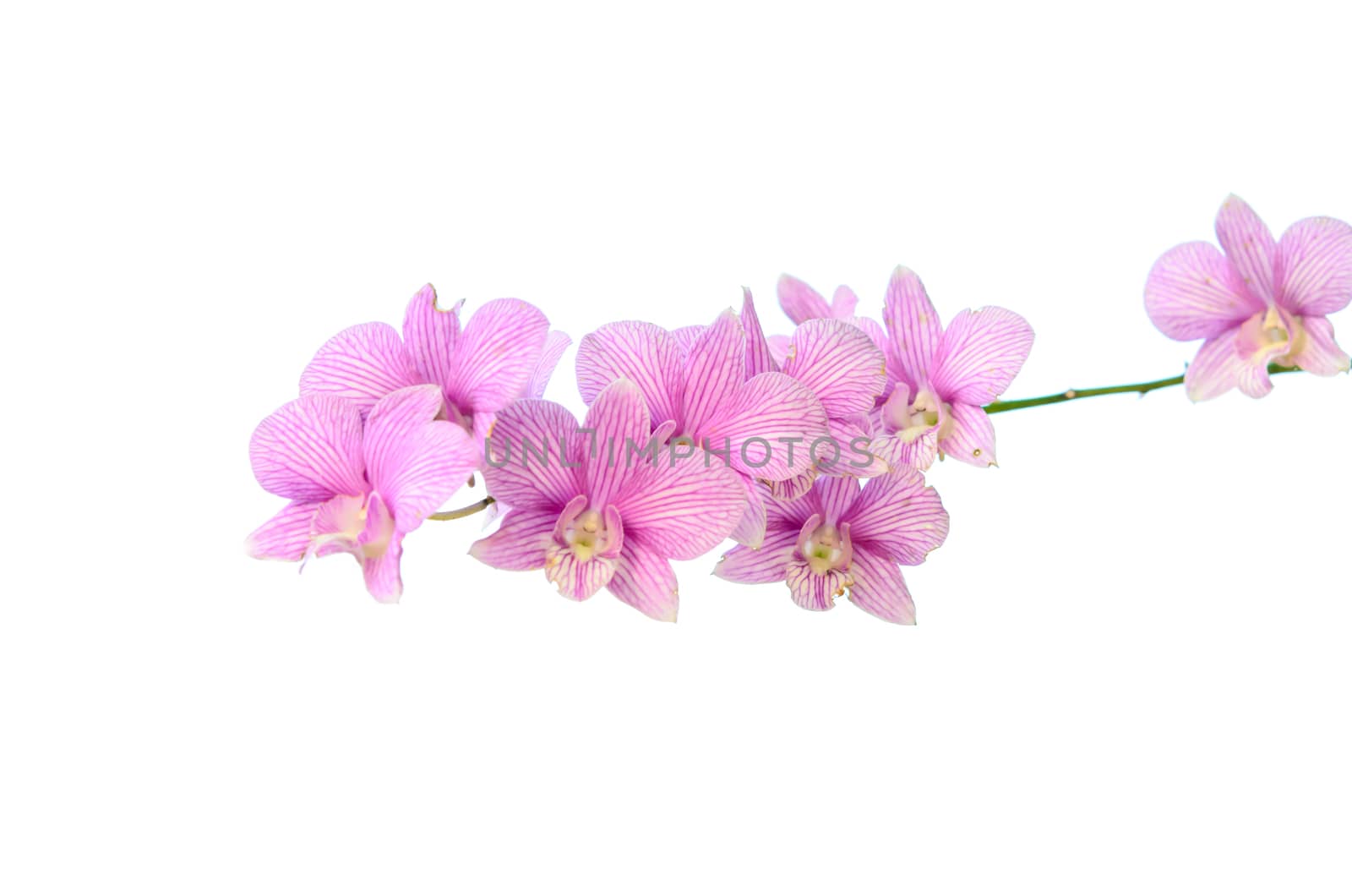  beautiful  orchids blooms over white background