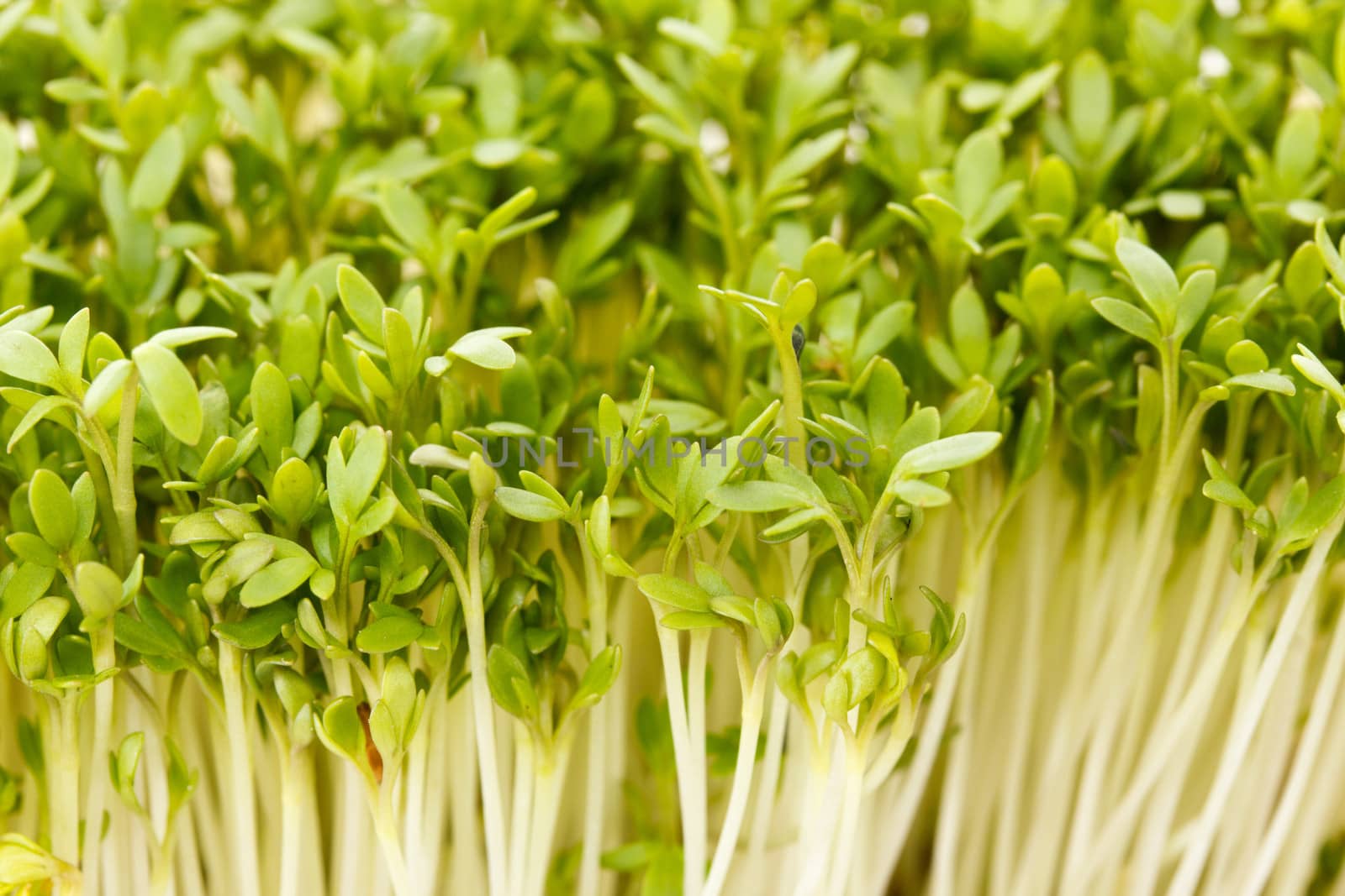 Close-up of biological garden cress