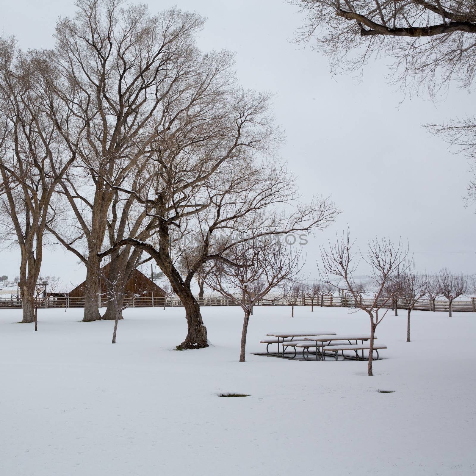 Nevada USA first snow at the park covering all in white