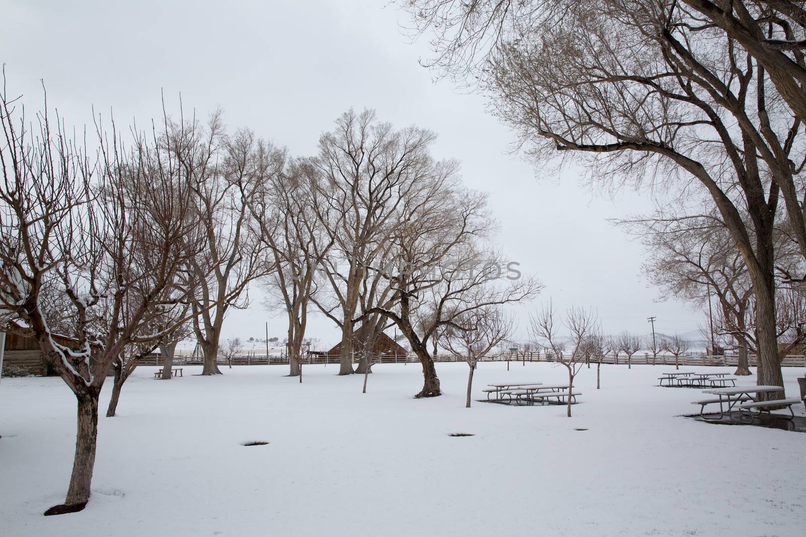 Nevada USA first snow at the park covering all in white