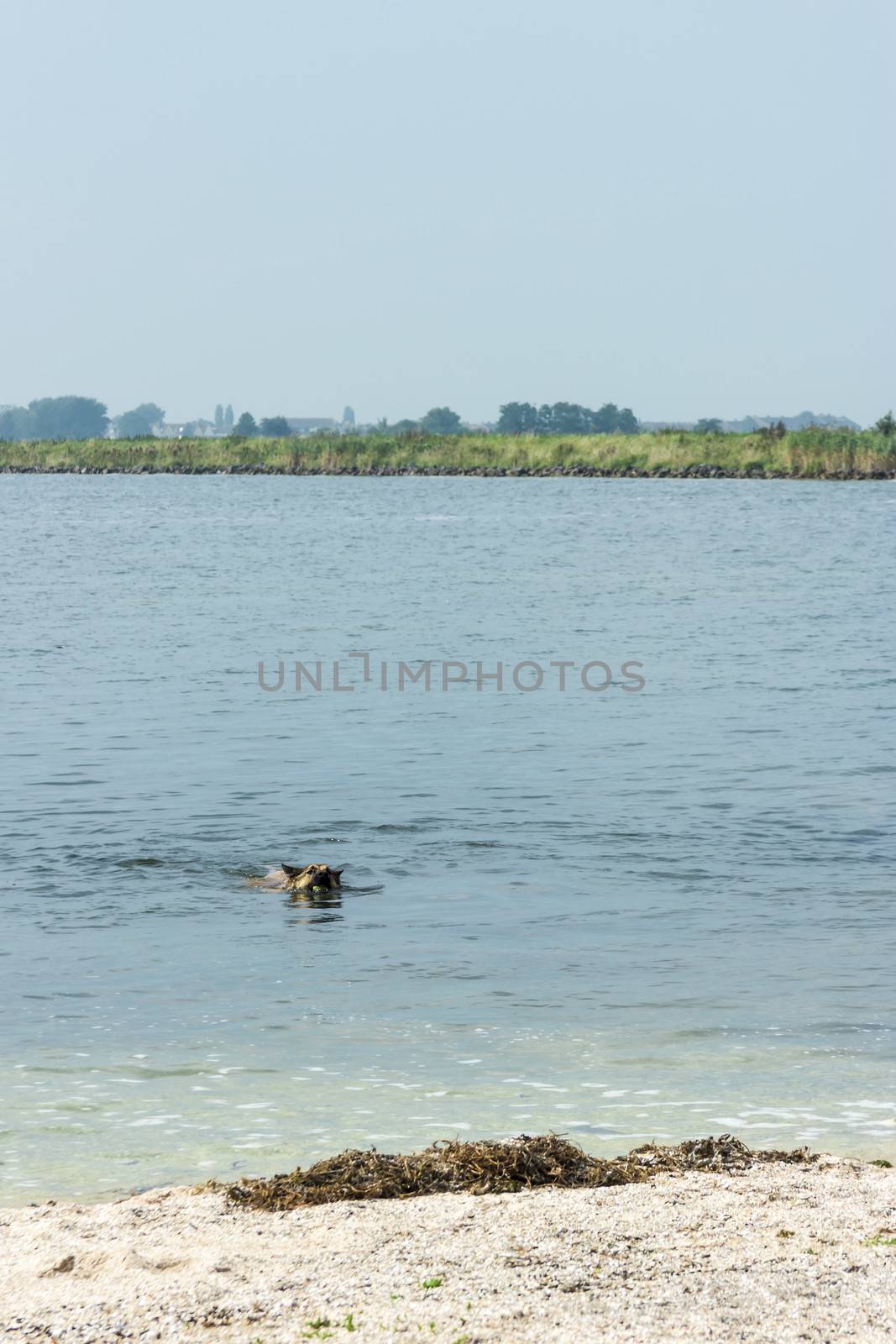 Dog with a ball swimming in the lake