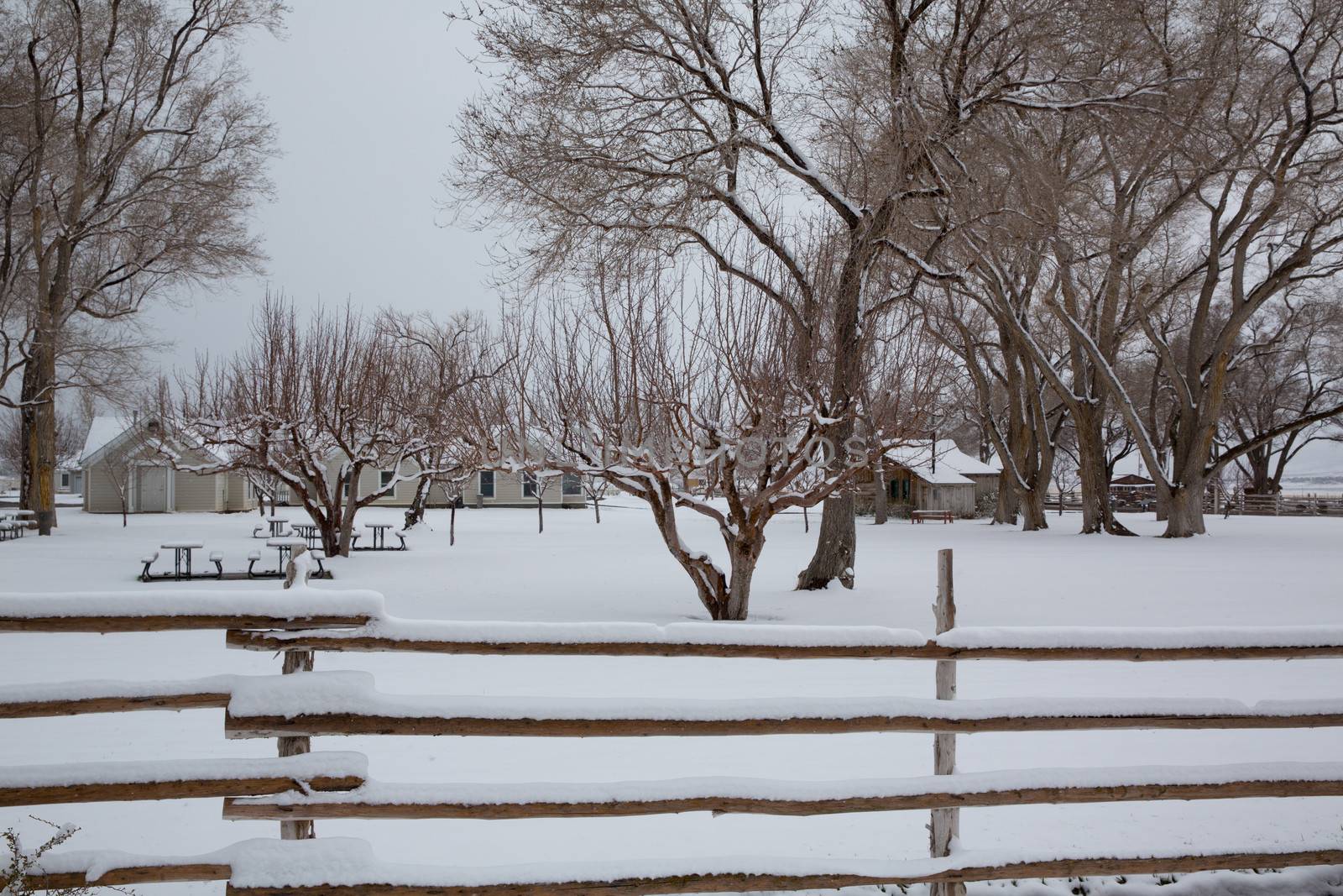 Nevada USA first snow at the park covering all in white