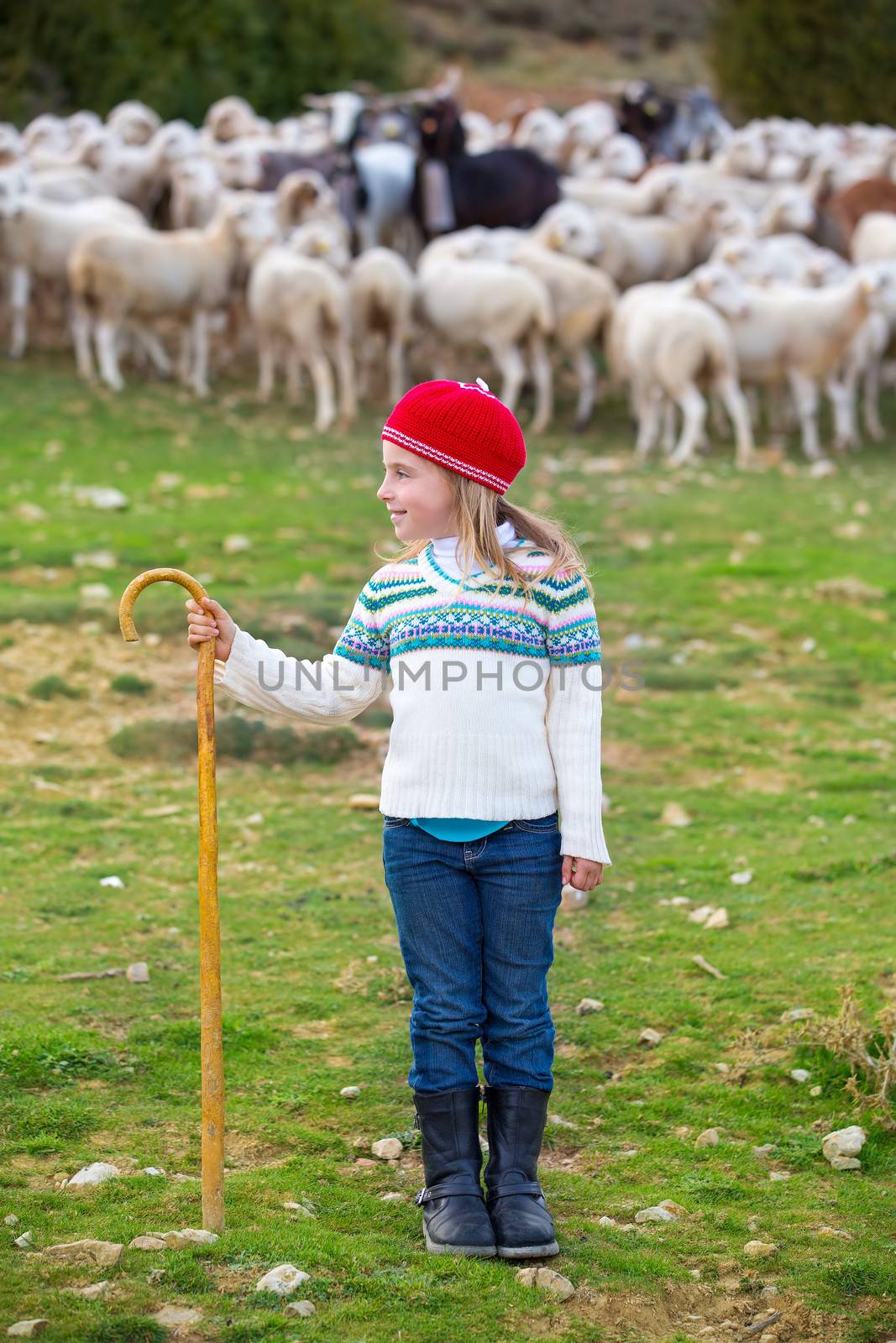 Kid girl shepherdess happy with flock of sheep and stick by lunamarina