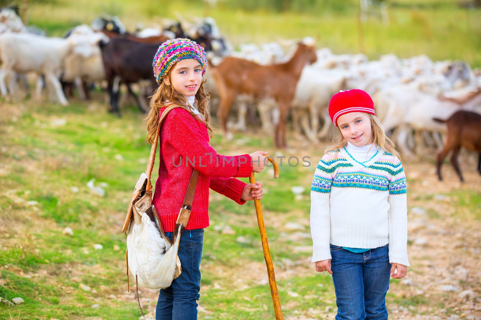 Kid girl shepherdess sisters happy with flock of sheep and wooden stick in Spain