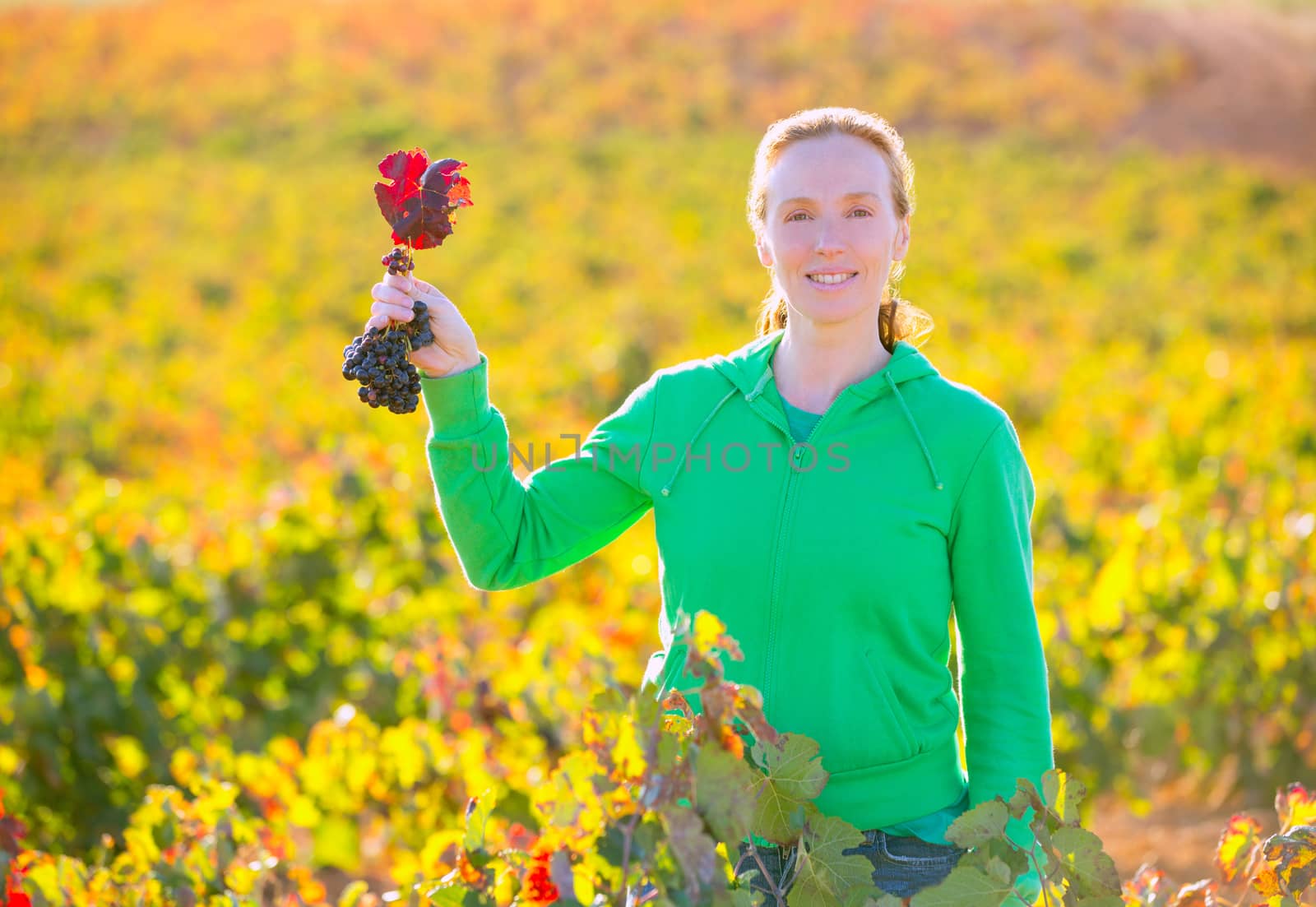Farmer woman in vineyard harvest autumn leaves in mediterranean field