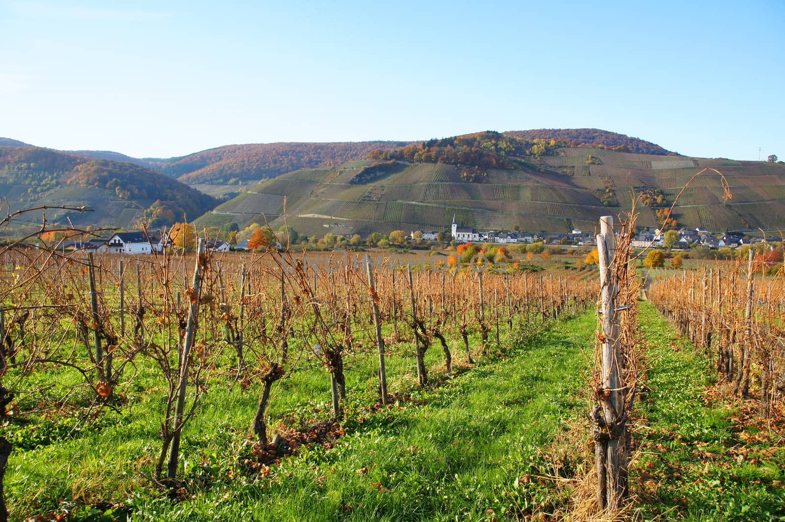 Weingärten zwischen Filzen und Wintrich mit Blick auf Kesten an der Mosel