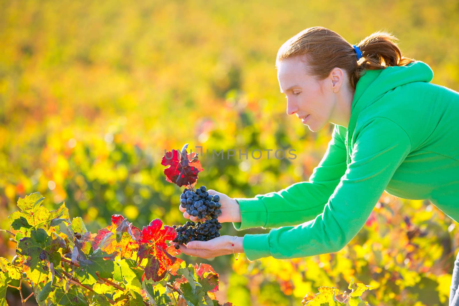 Farmer woman in vineyard harvest autumn in mediterranean by lunamarina
