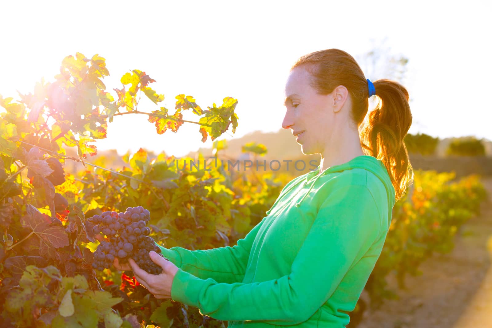 Farmer woman in vineyard harvest autumn leaves in mediterranean by lunamarina