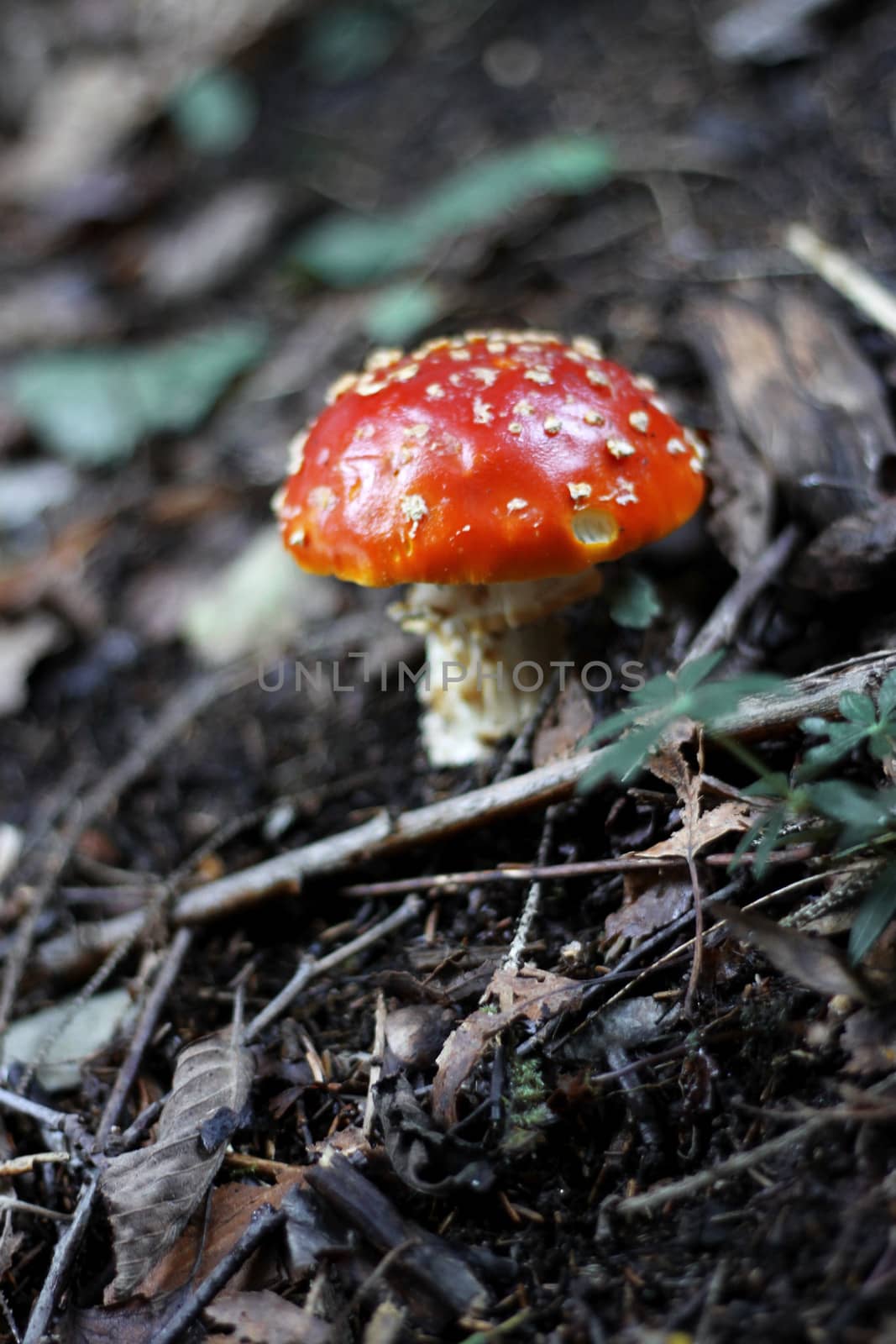 Red Poisoned Mushroom Growing In The Summer Forest
