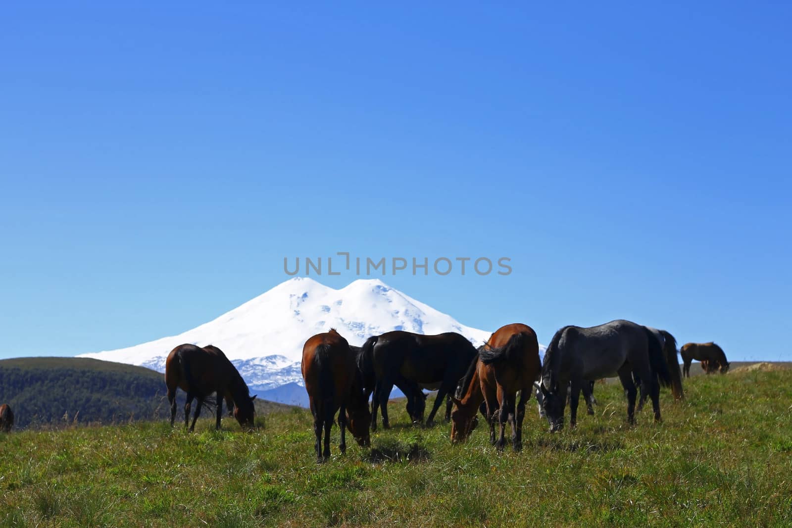 Horses on the summer autumn caucasus meadow