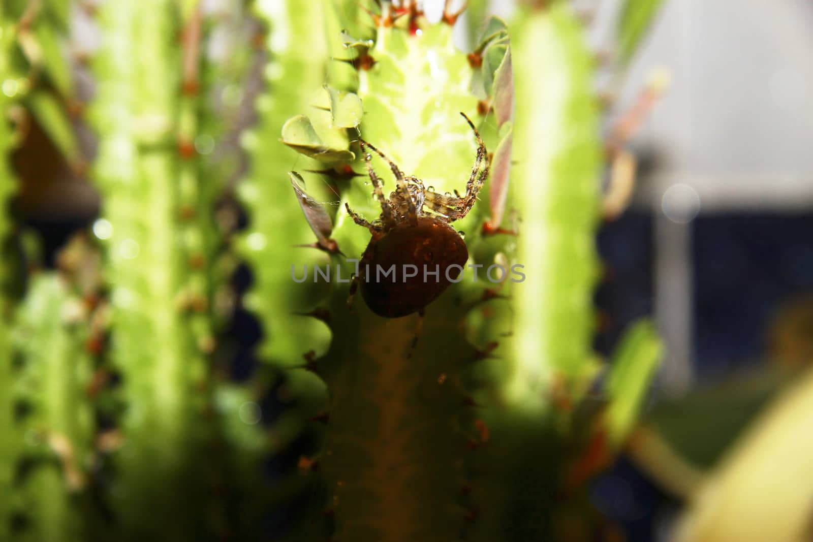Brown spider crawling on the green cactus