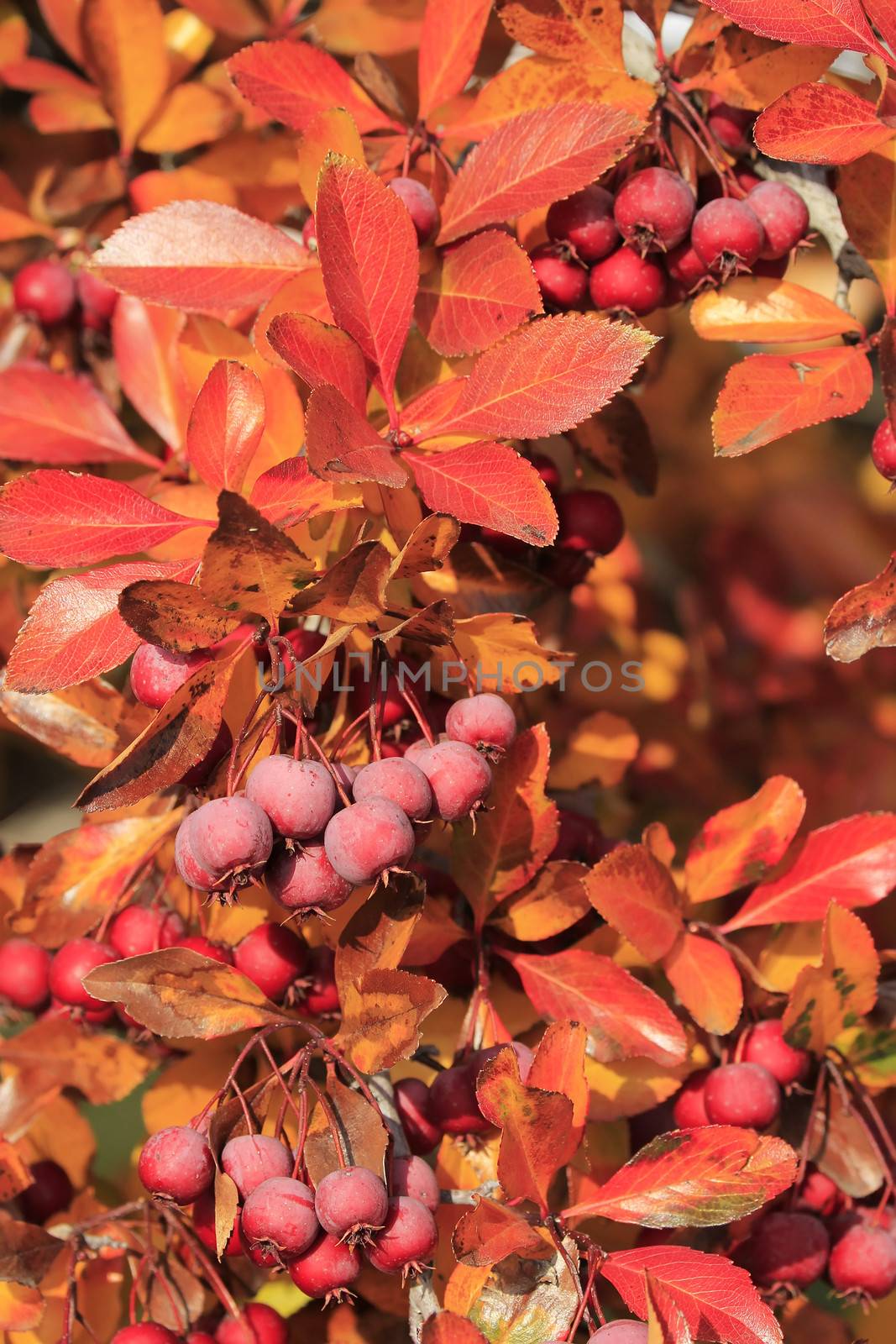 Close up of fruit of Pacific Crabapple tree (Malus Fusca)