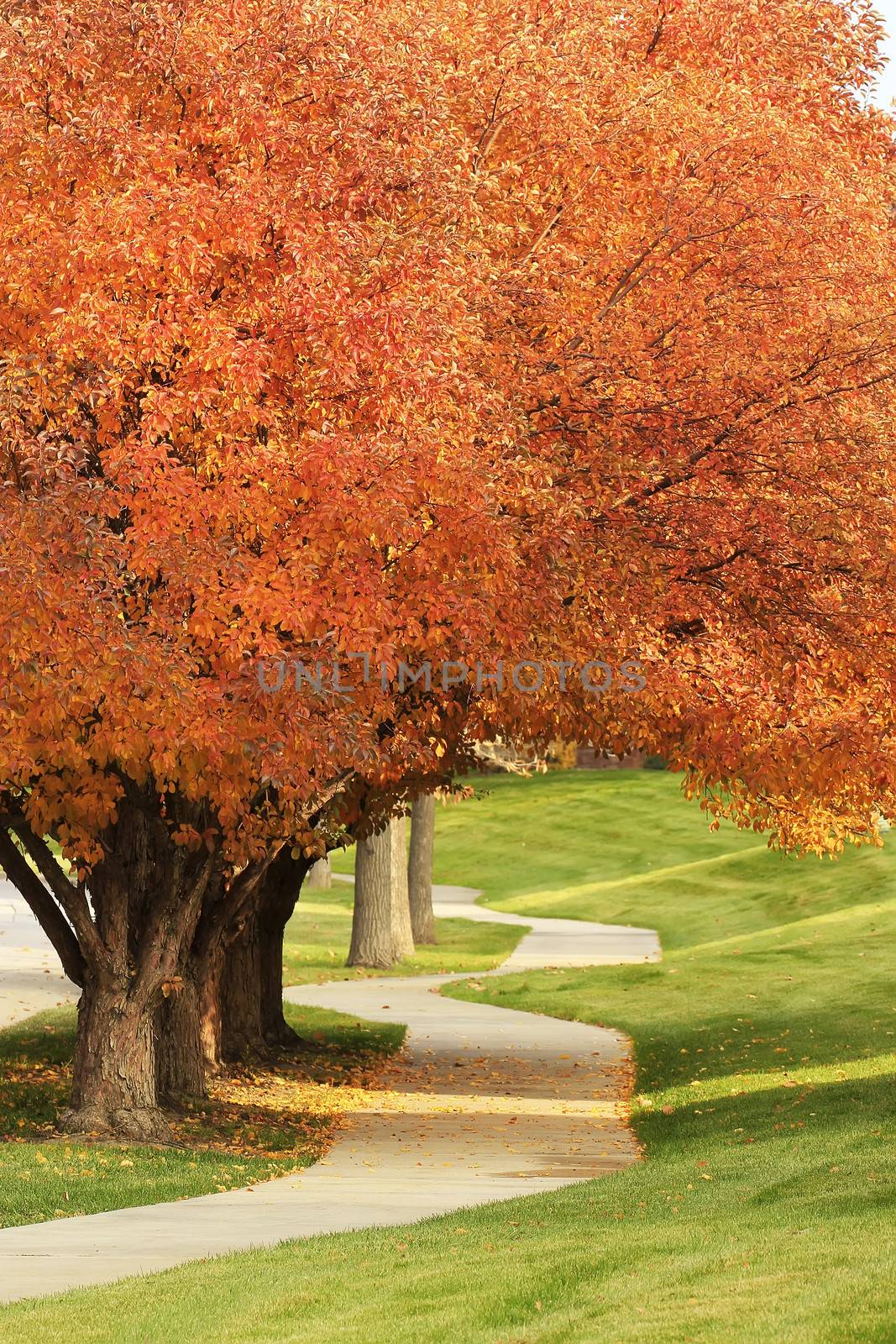 Sidewalk with flowering pear trees in a fall