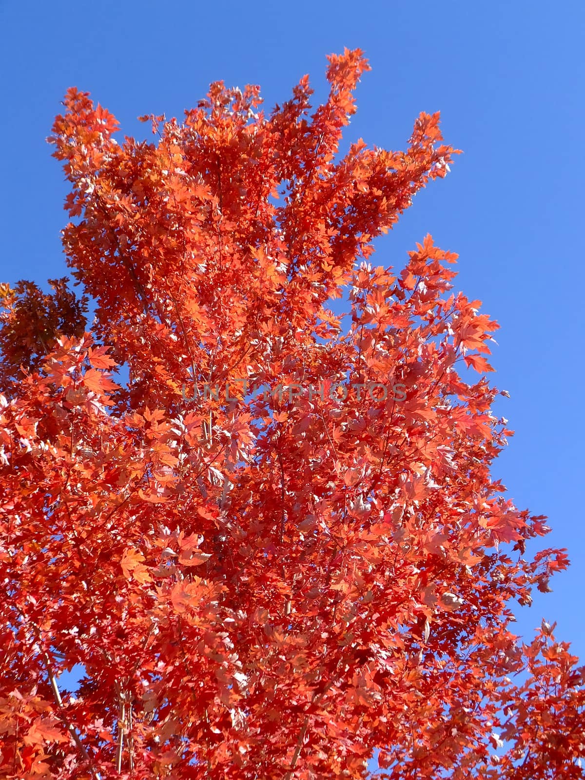 Red maple tree crown against blue sky