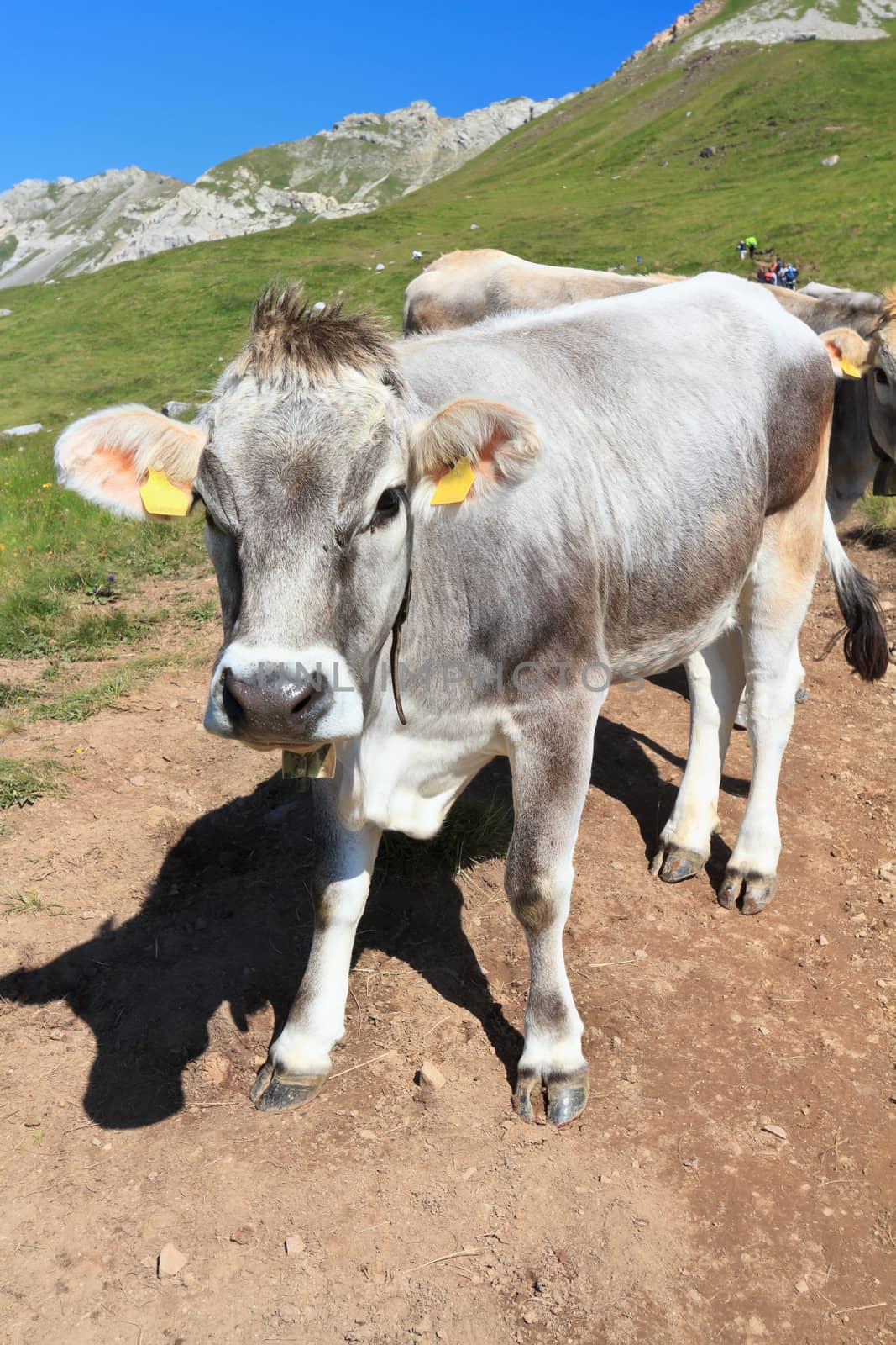 beautiful cow on alpine pasture on summer