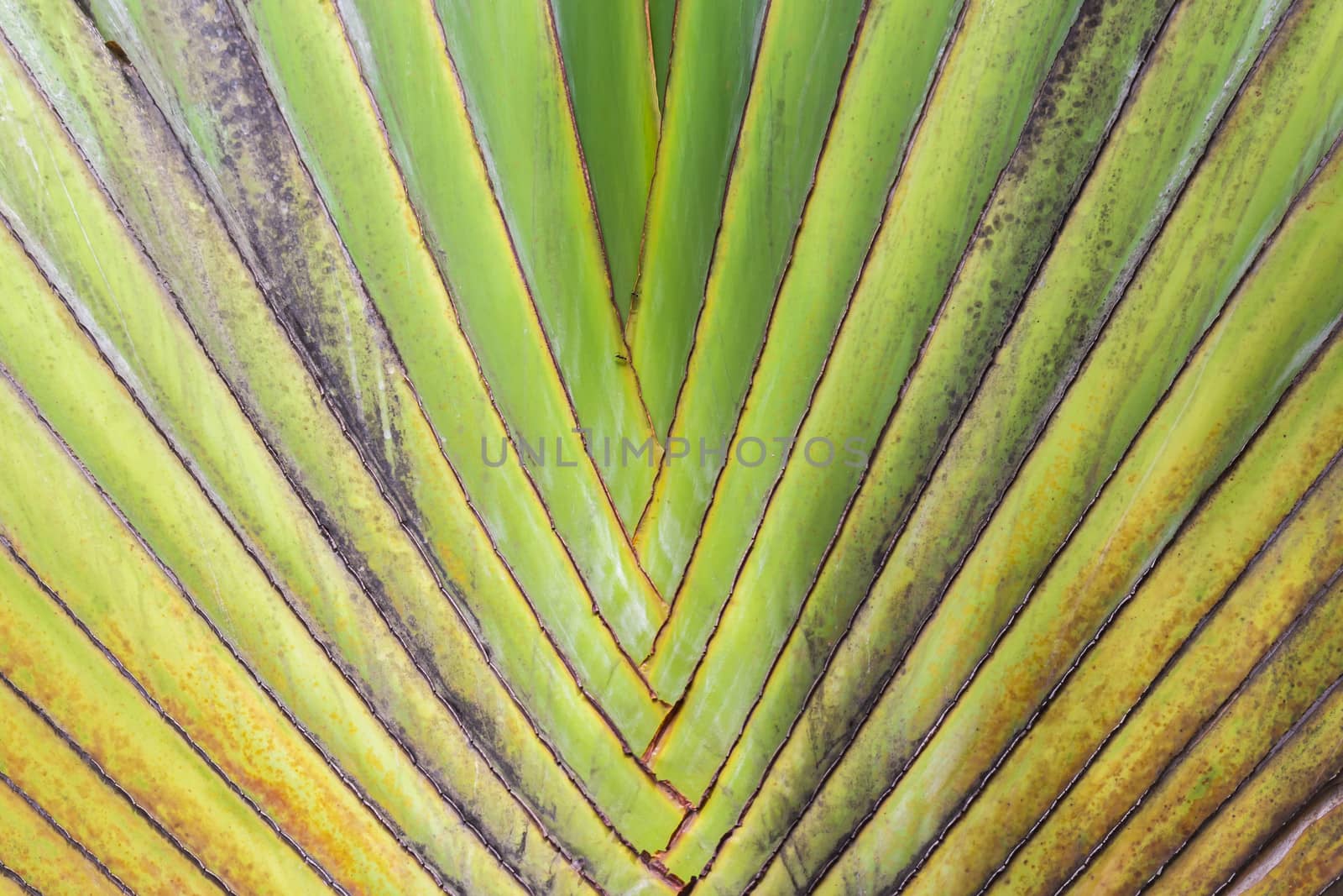 Closeup Pattern of traveller palm tree(Ravenala Madagascariensis)