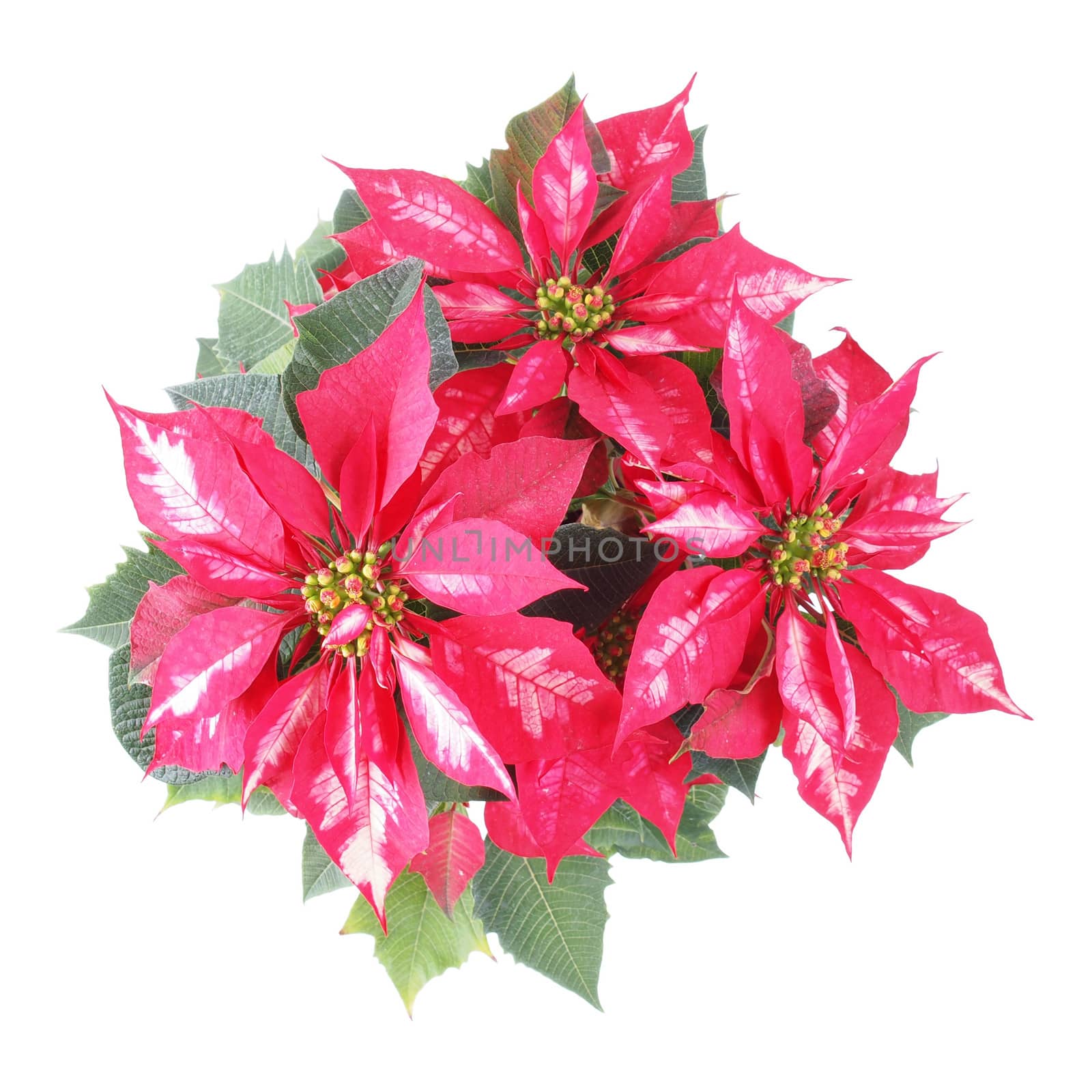 Euphorbia Pulcherrima aka Christmas Star or Poinsettia flower isolated over white background useful for greeting cards