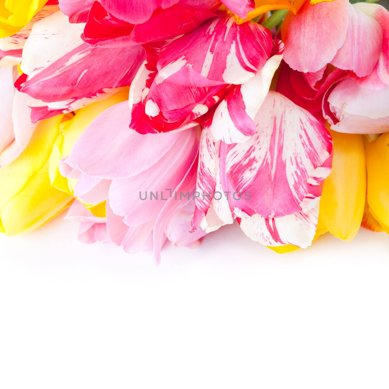 Colourful tulips close up on white for holiday design