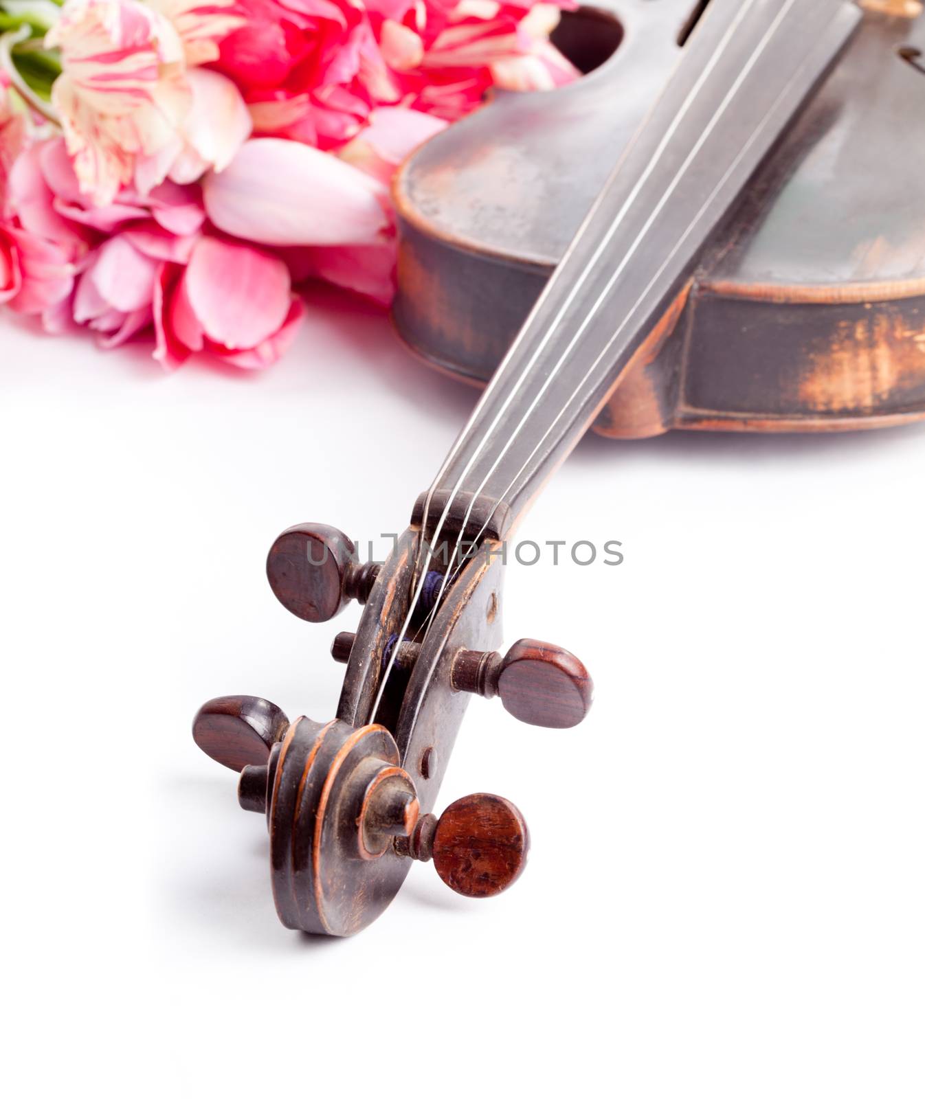 Black old violin with tulips on a white. Concert concept