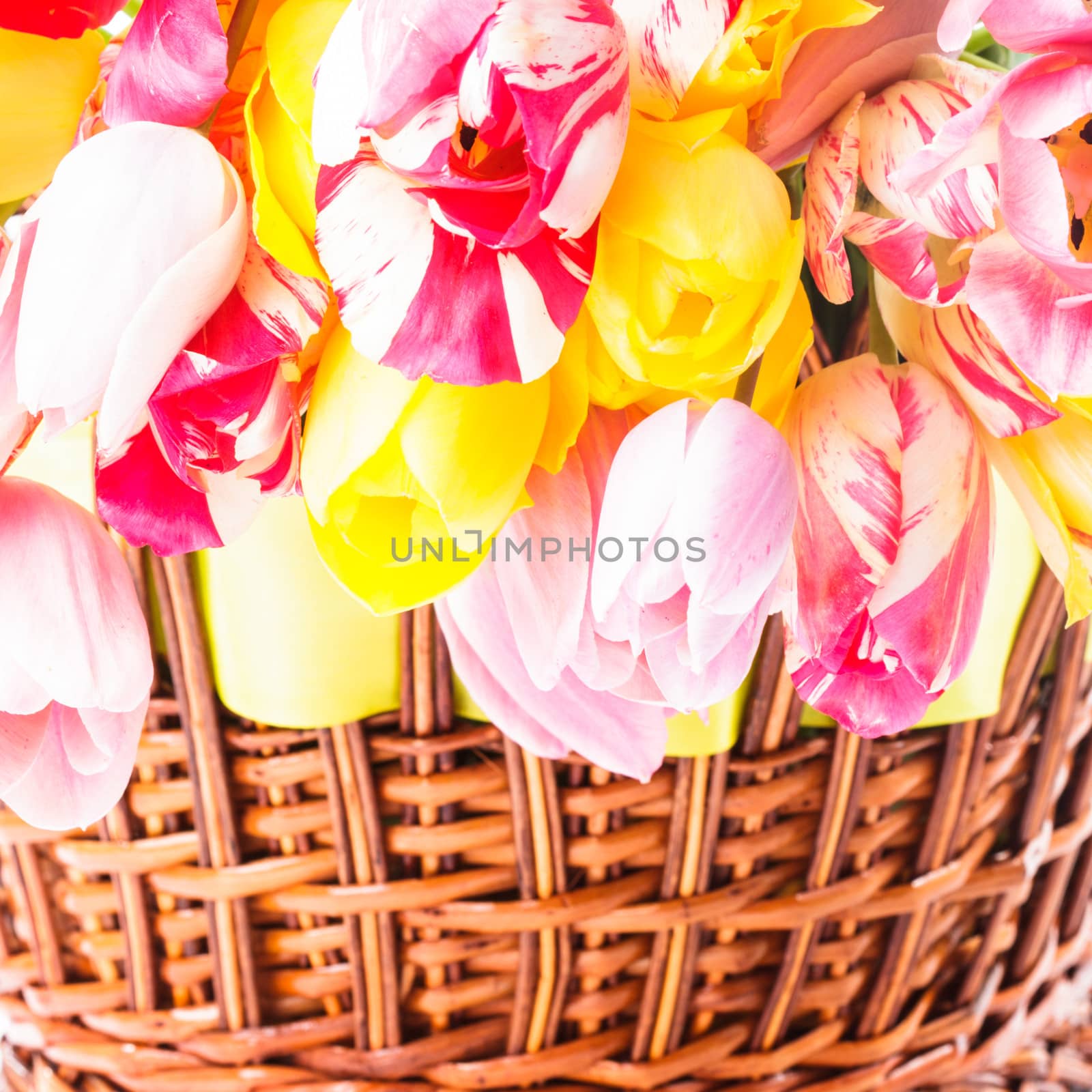 Colourful tulips in basket on close up