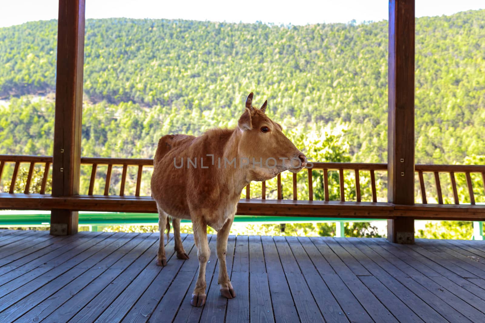 Cow rest in cool shade for human