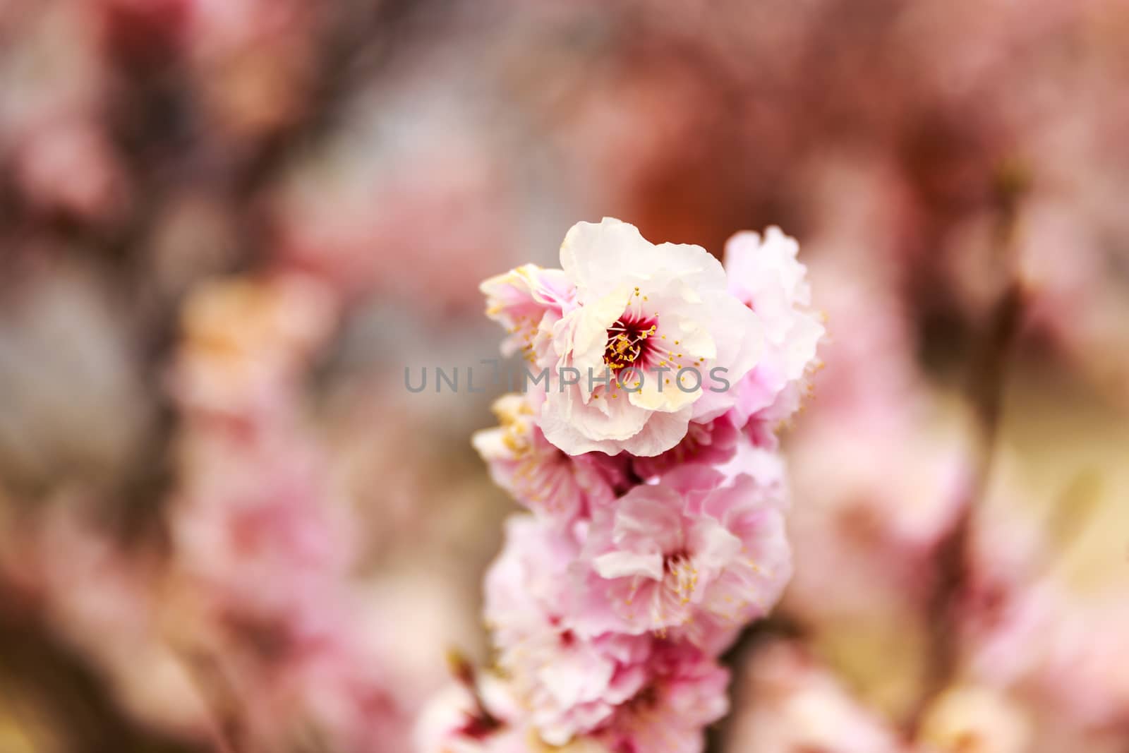 Plum flower in Beijing Botanic Garden
