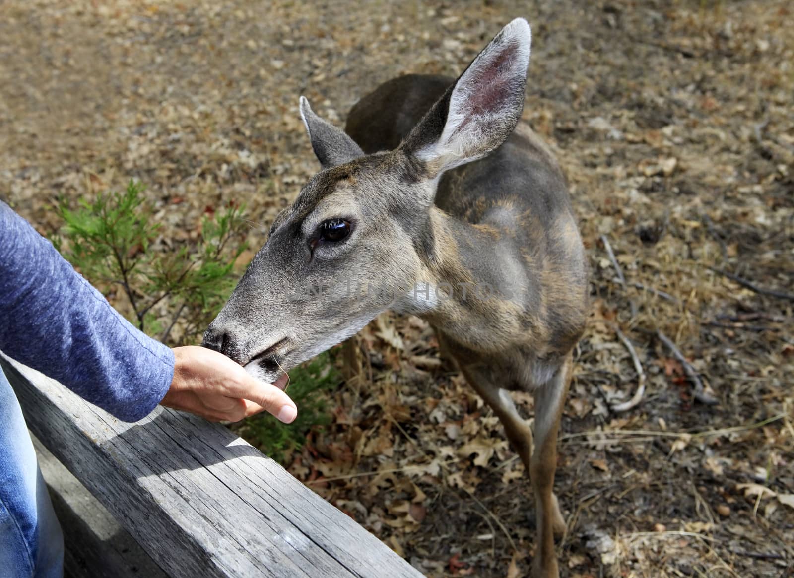Doe detailed portrait. California. Yosemite National Park