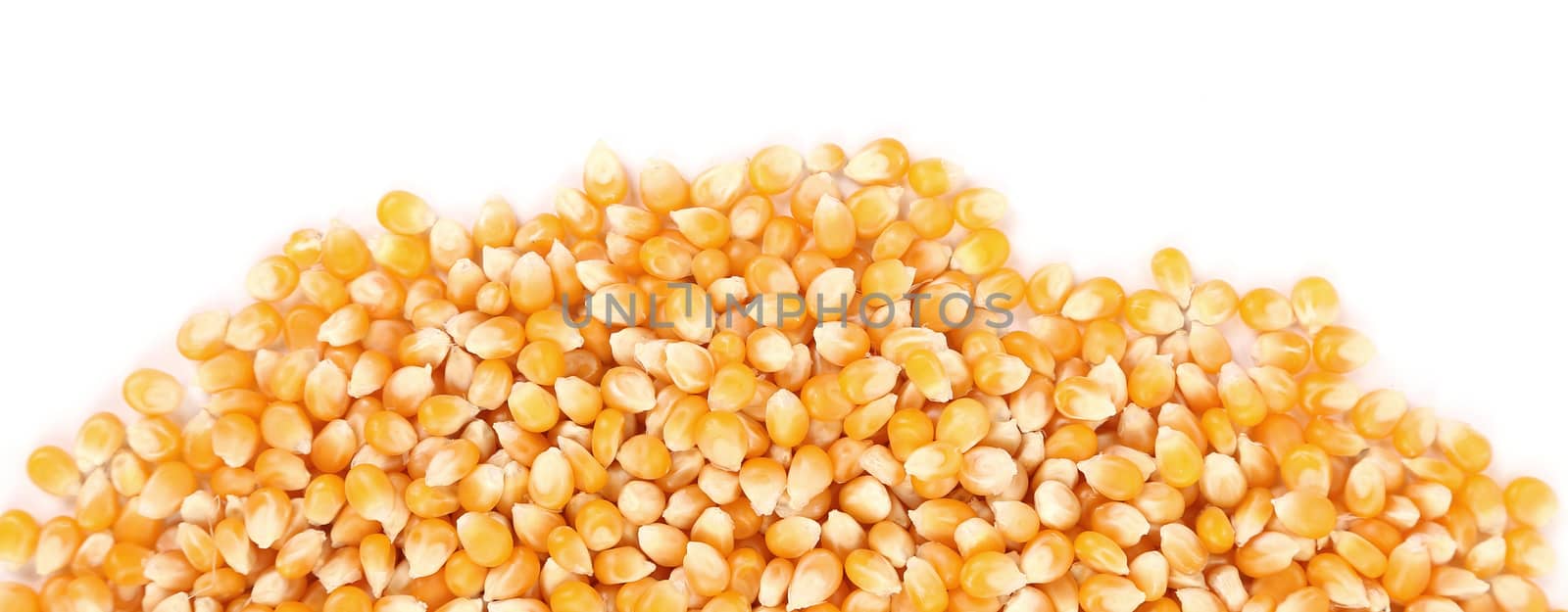 Close up of corn grains. Whole background.