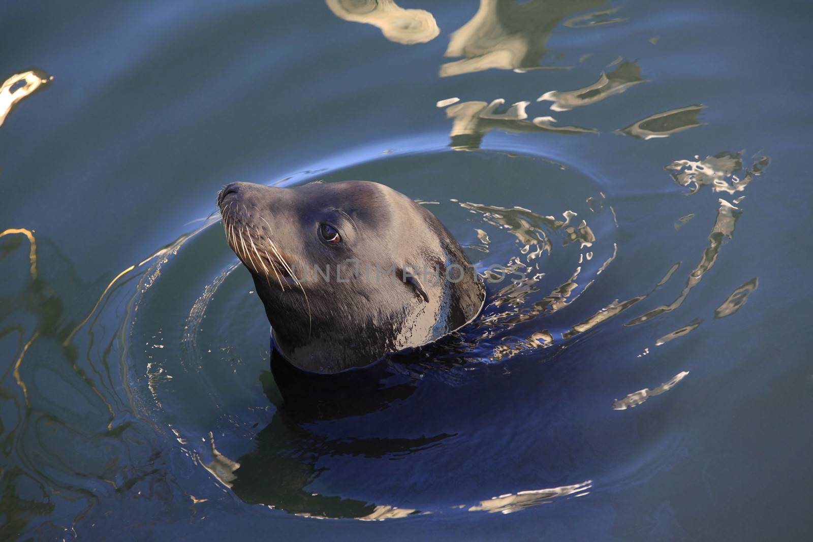 Gray seals in bay in California