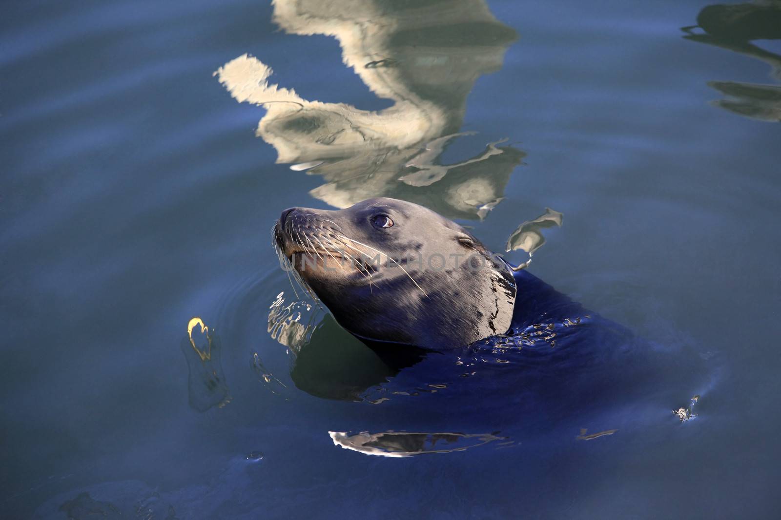 Gray seals in bay in California