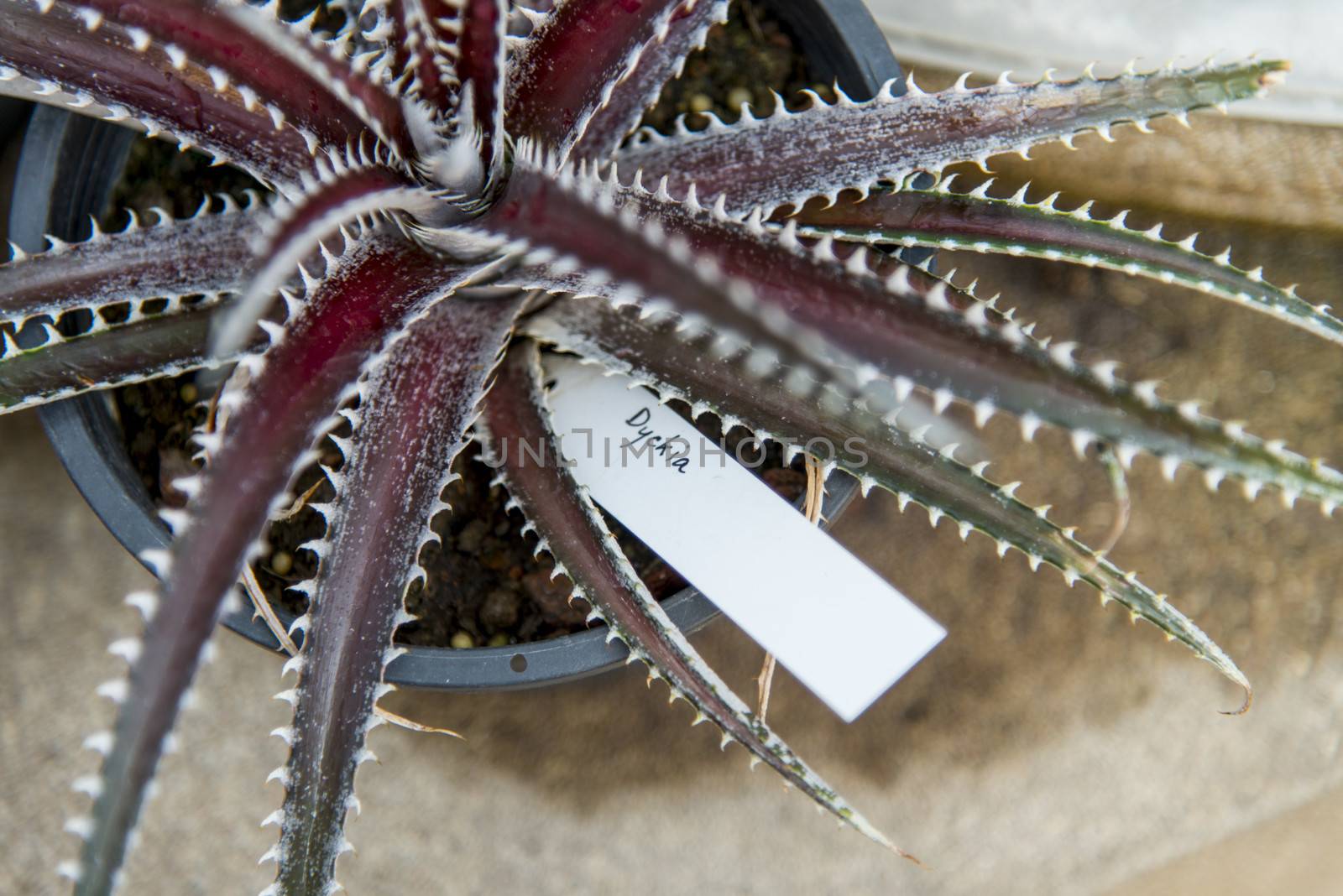 Dyckia cactus ranch red in flowerpot1