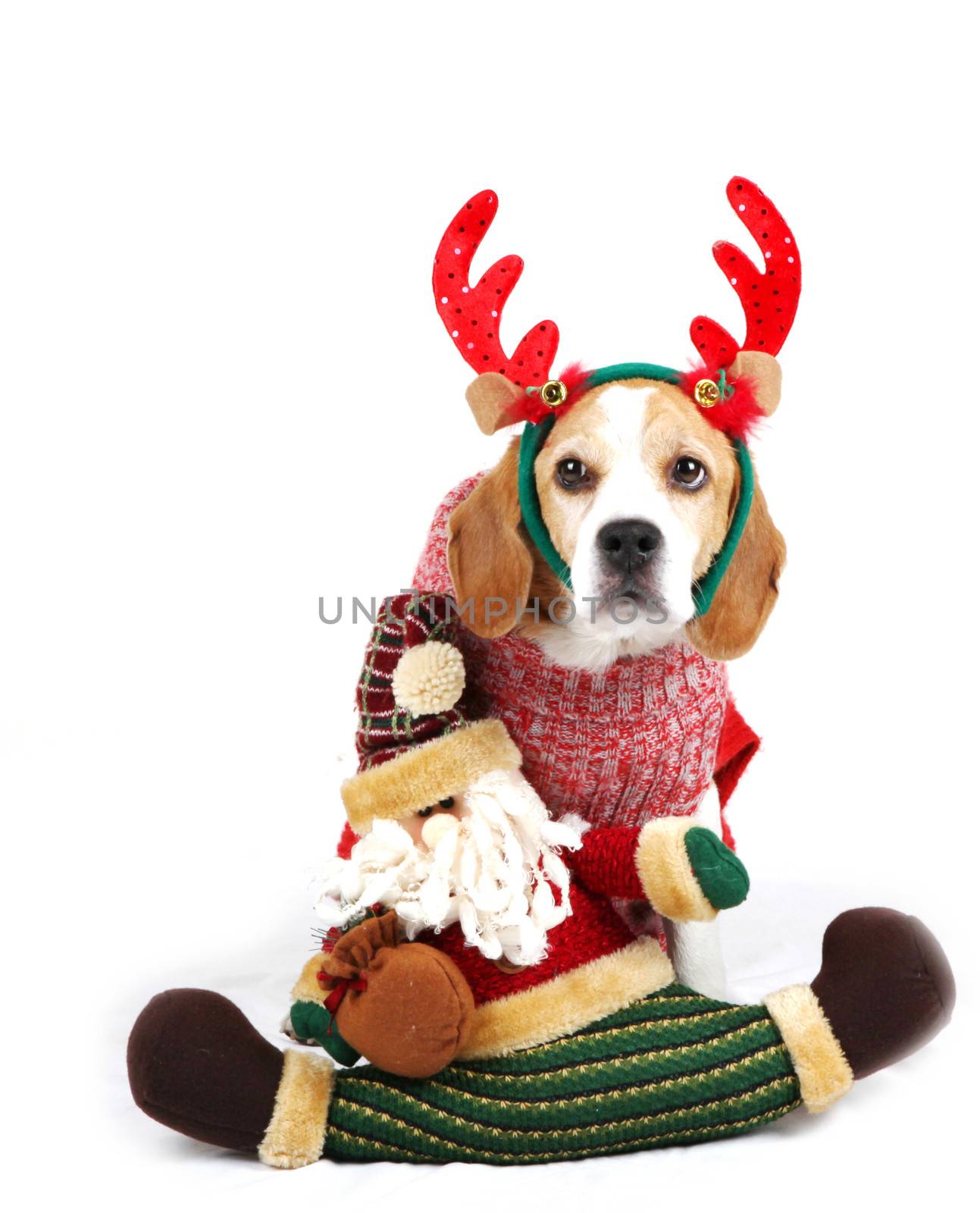 Christmas Dog As Santa by nenov