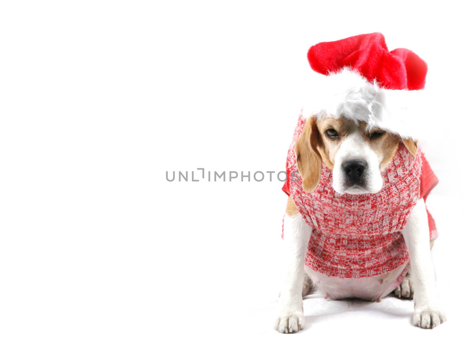 Christmas Dog As Santa