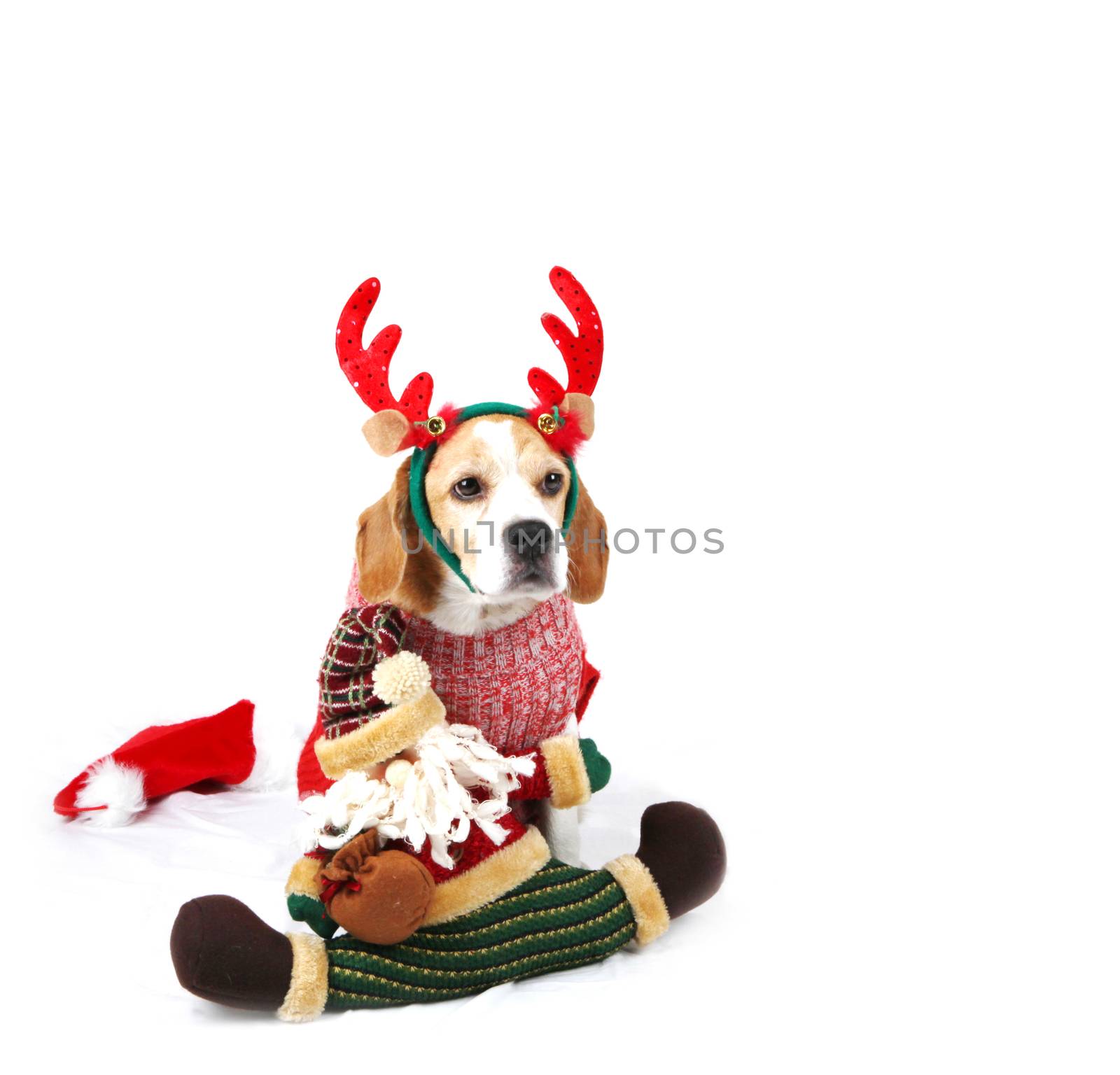 Christmas Dog As Santa